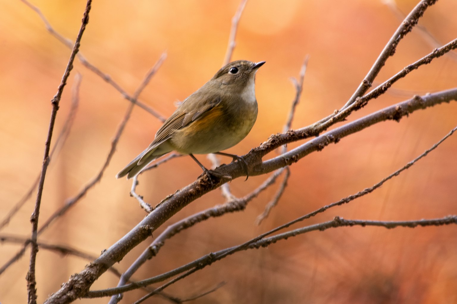 Kleiner Vogel auf einem dünnen Ast mit einem warmen, unscharfen Hintergrund