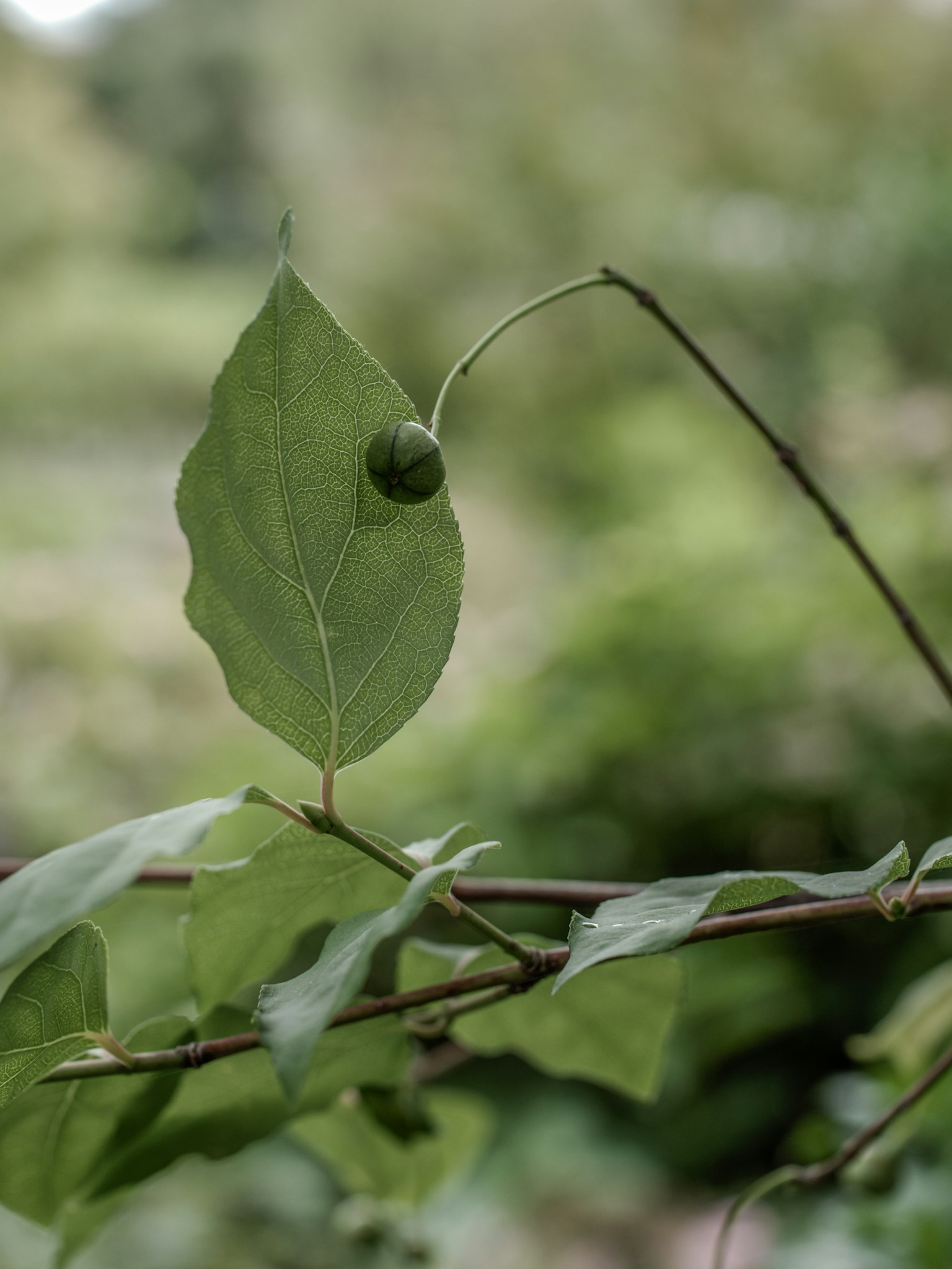 Close-up of a branch with green leaves and a fruit