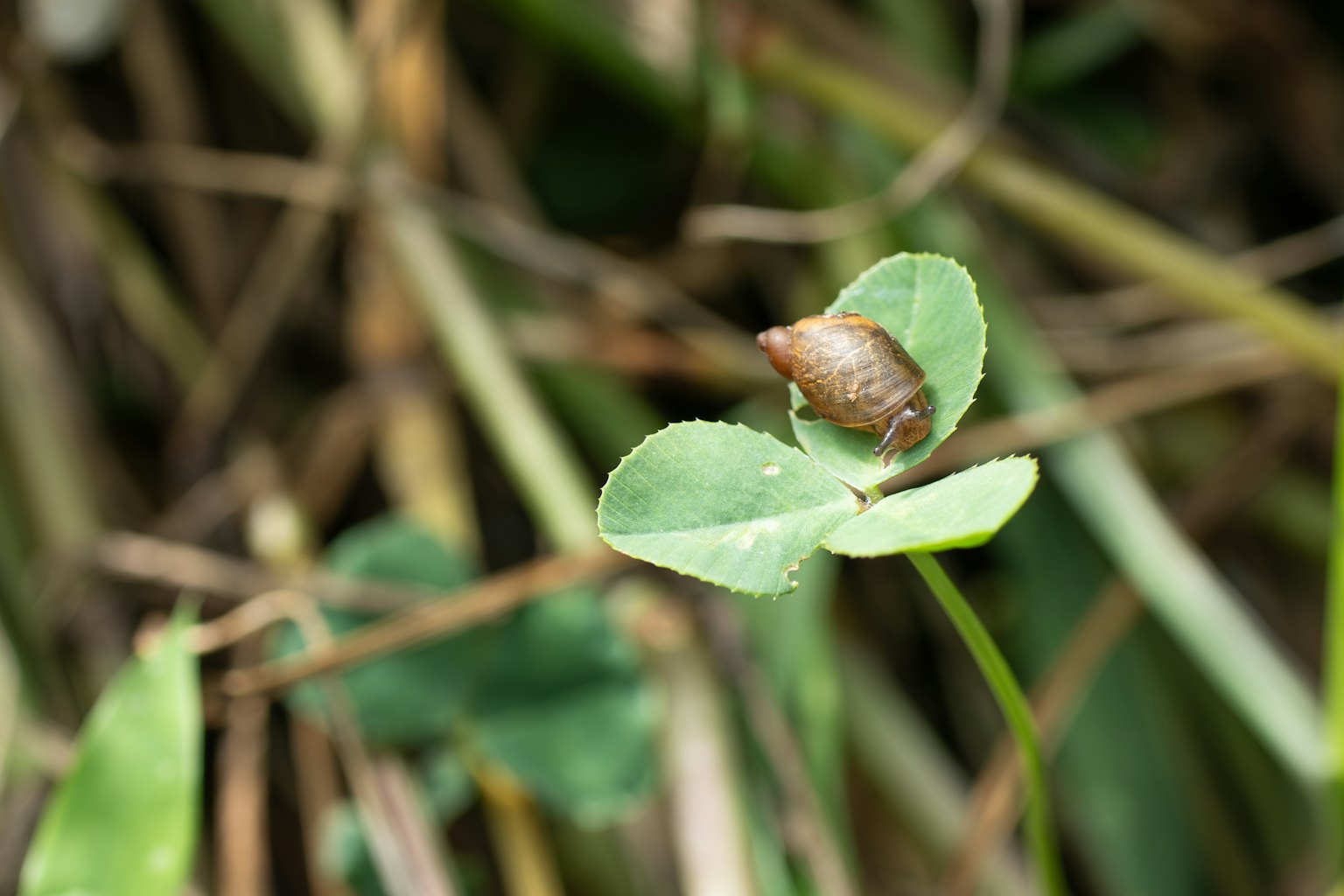 Close-up of a small snail on a green leaf