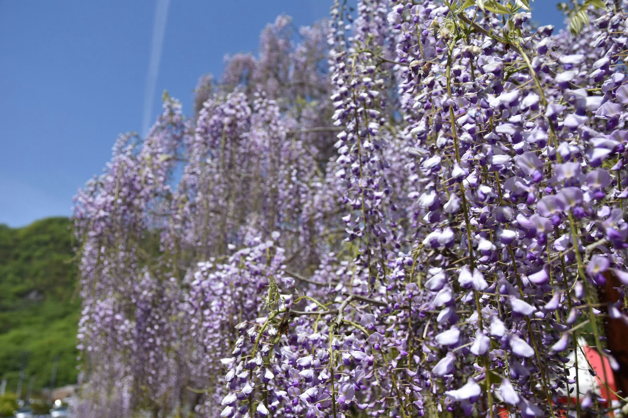 藤の花が垂れ下がる青空の下の花房
