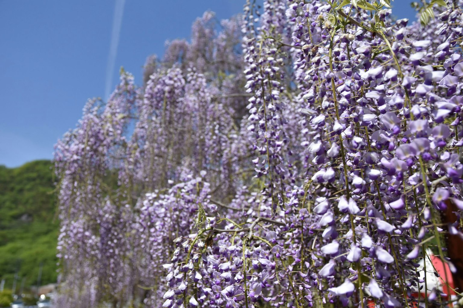 Un paesaggio pieno di fiori di glicine viola in fiore