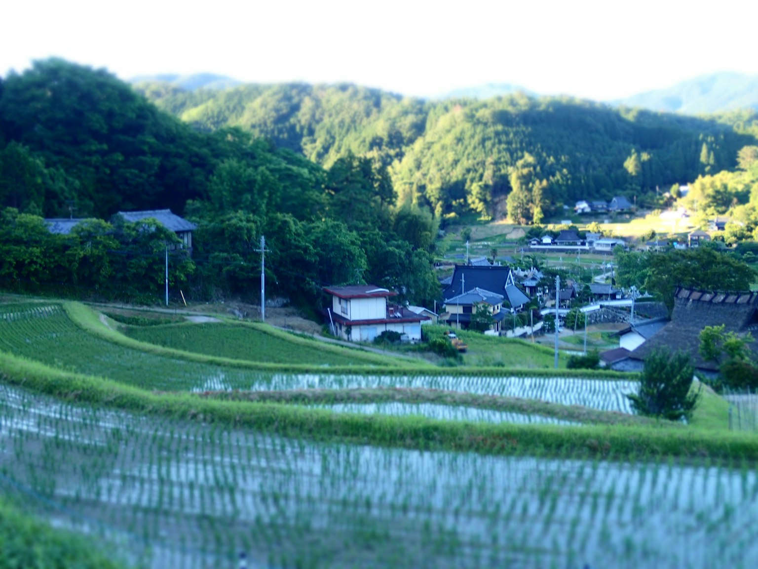 Champs de riz verdoyants et montagnes avec un village rural éparpillé