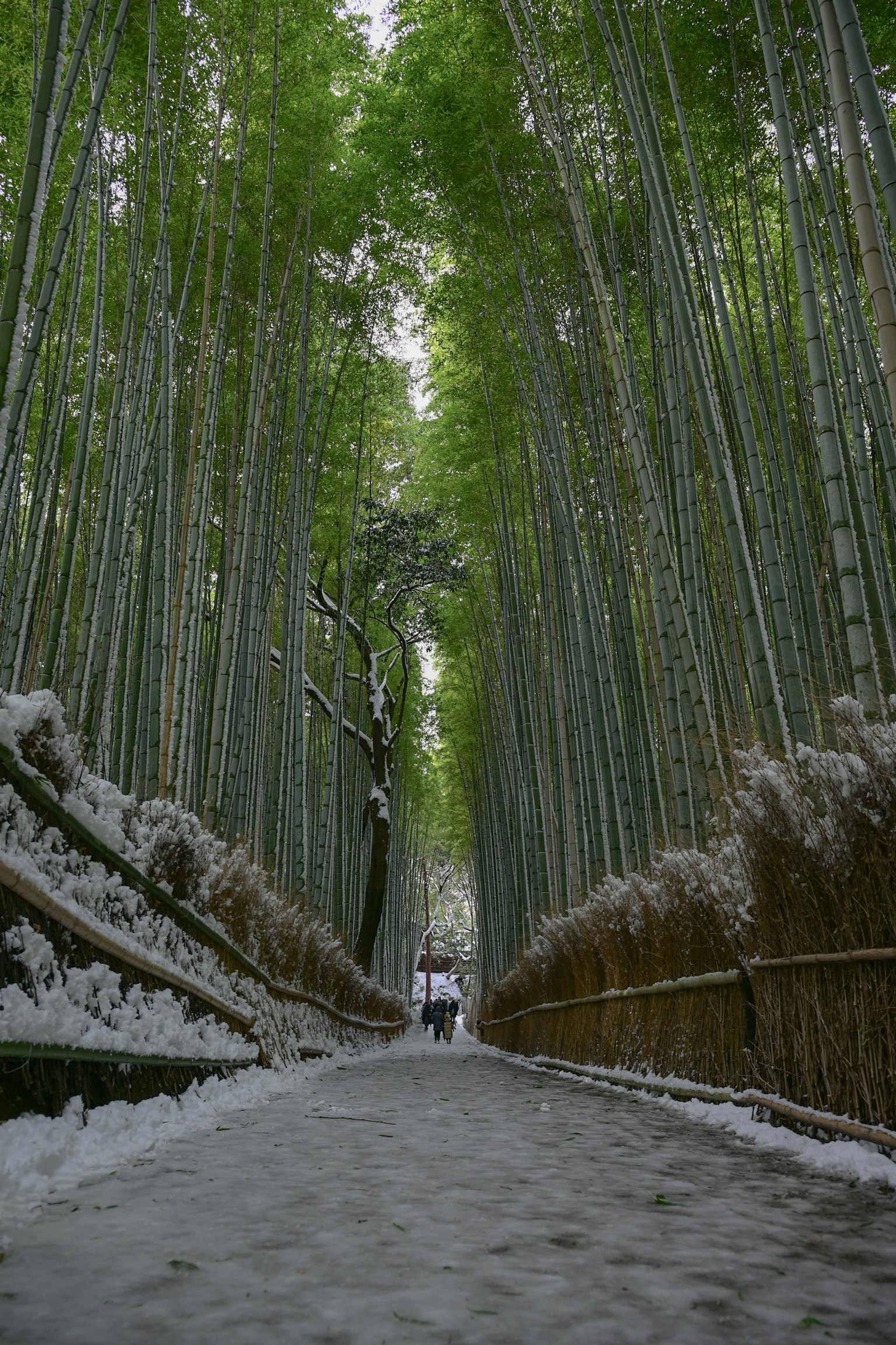 Sentiero attraverso una foresta di bambù con alti steli di bambù verdi
