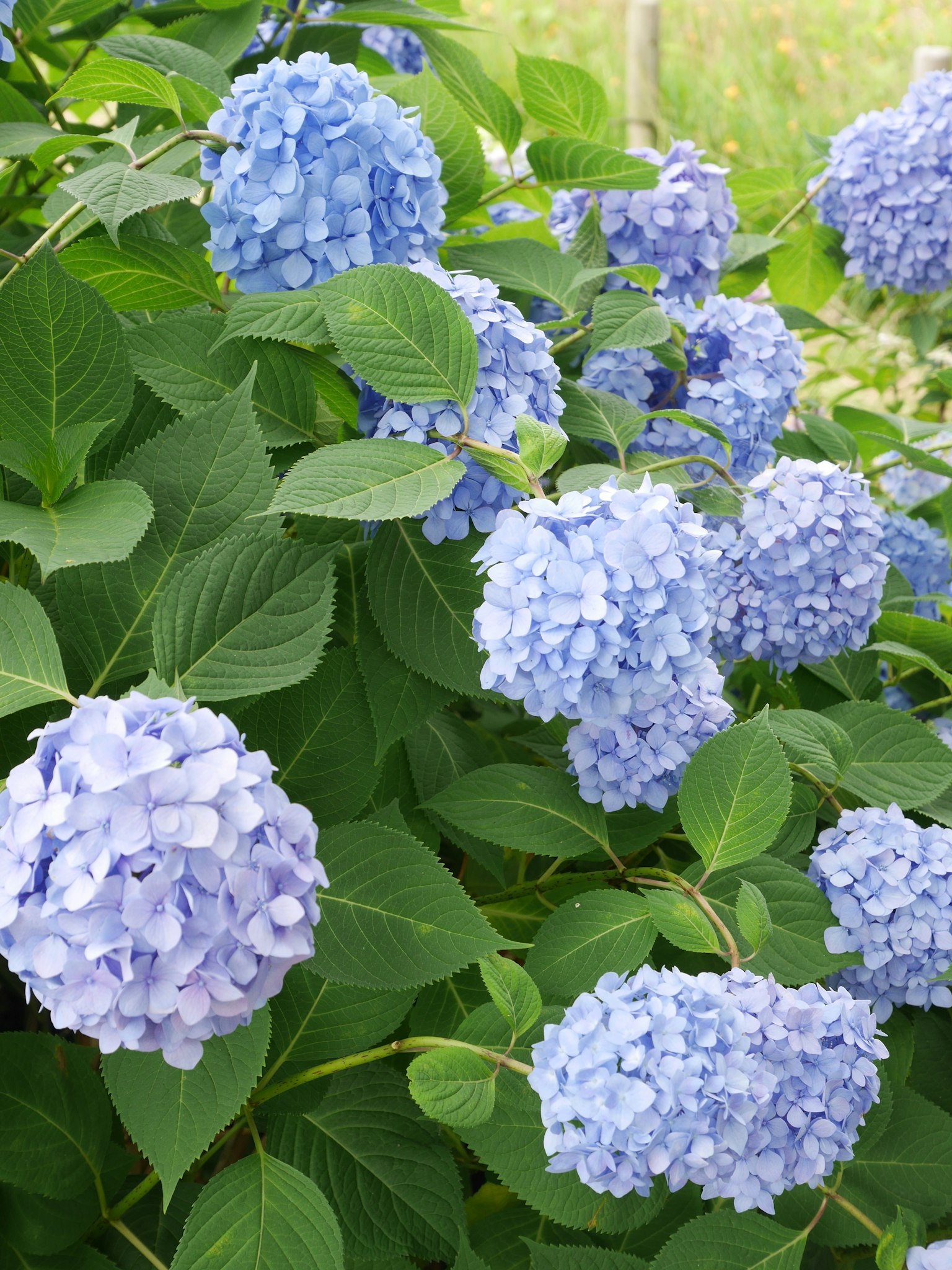 ดอกไฮเดรนเยียสีน้ำเงินบานอยู่ท่ามกลางใบเขียว