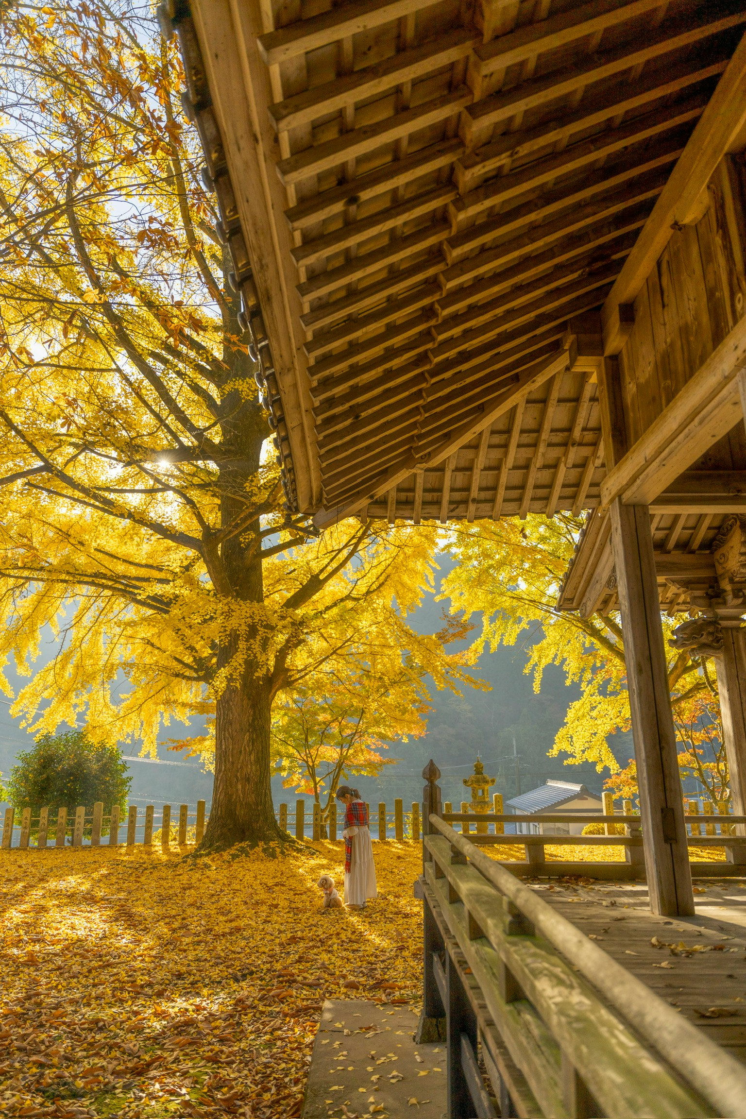 秋の美しい風景に囲まれた木造の建物と黄色いイチョウの木