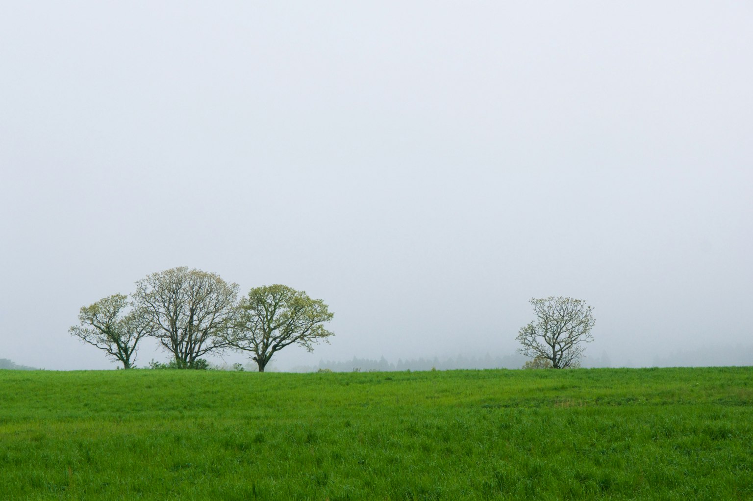 Drei Bäume auf einer grünen Wiese unter einem bewölkten Himmel