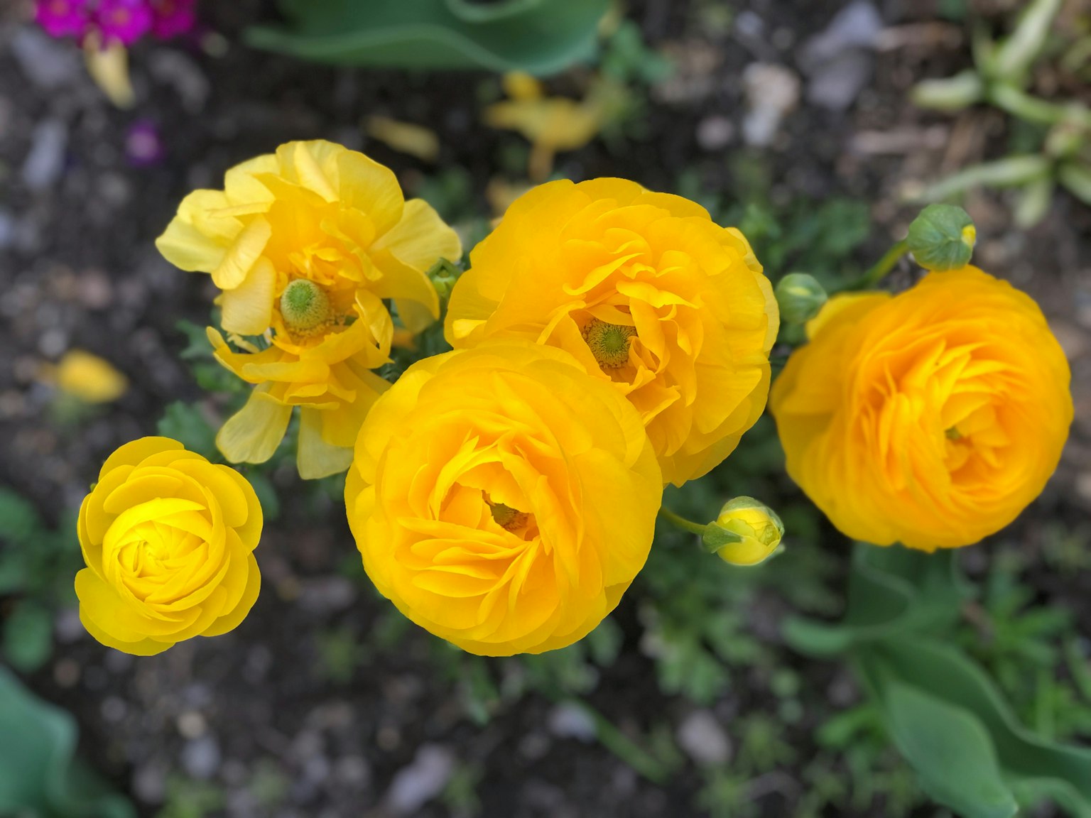 Lebendige gelbe Blumen in Blüte