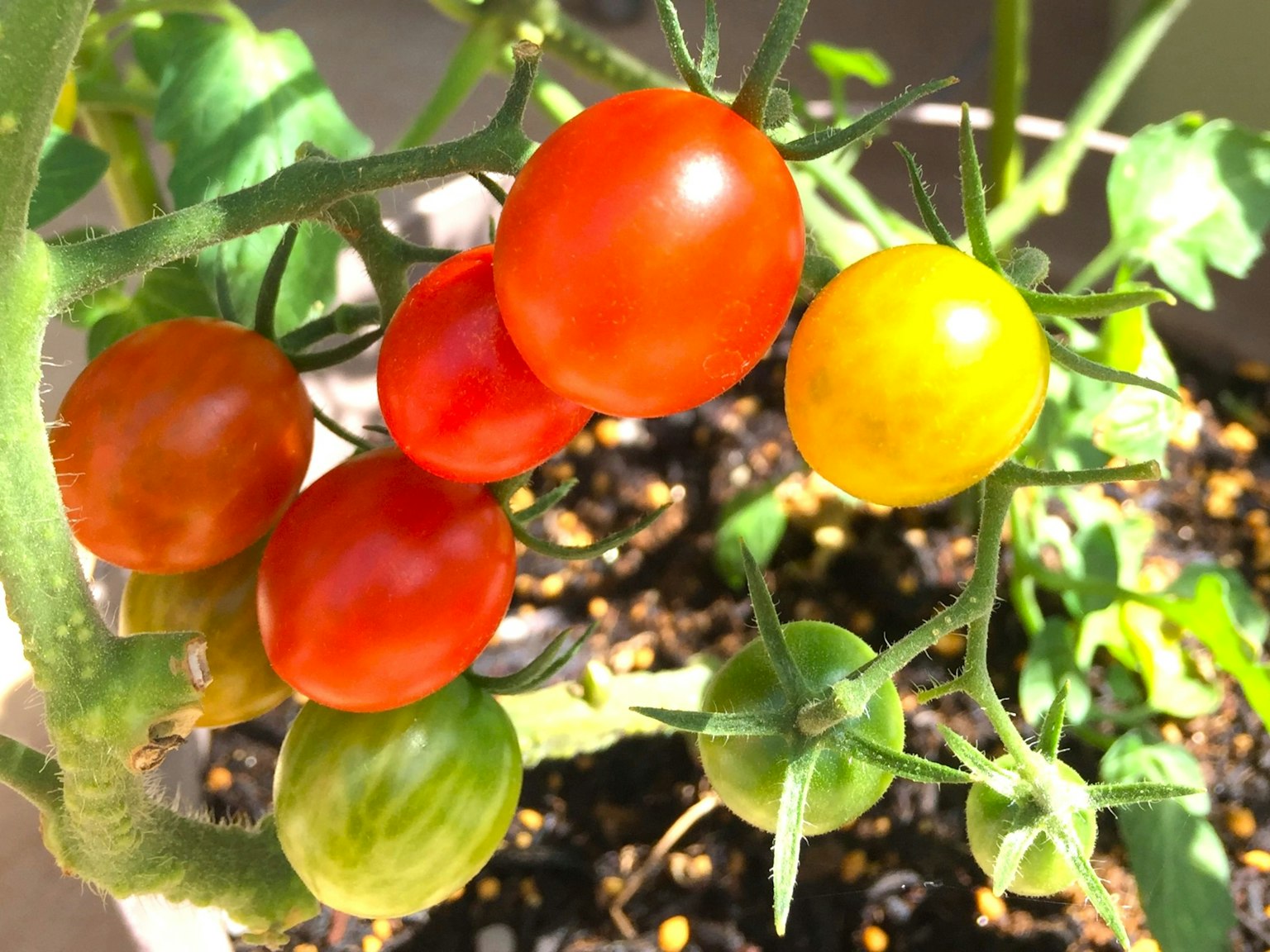 Piccole pomodori vibranti che crescono su una pianta