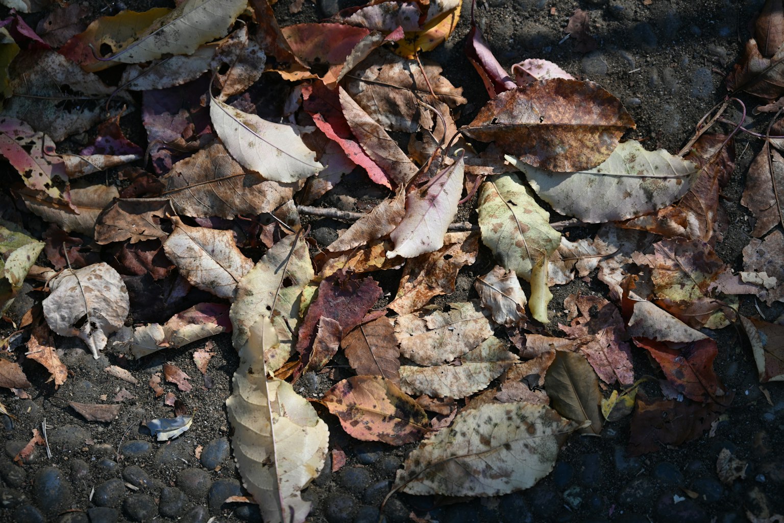 地面上散落的各種秋天的葉子