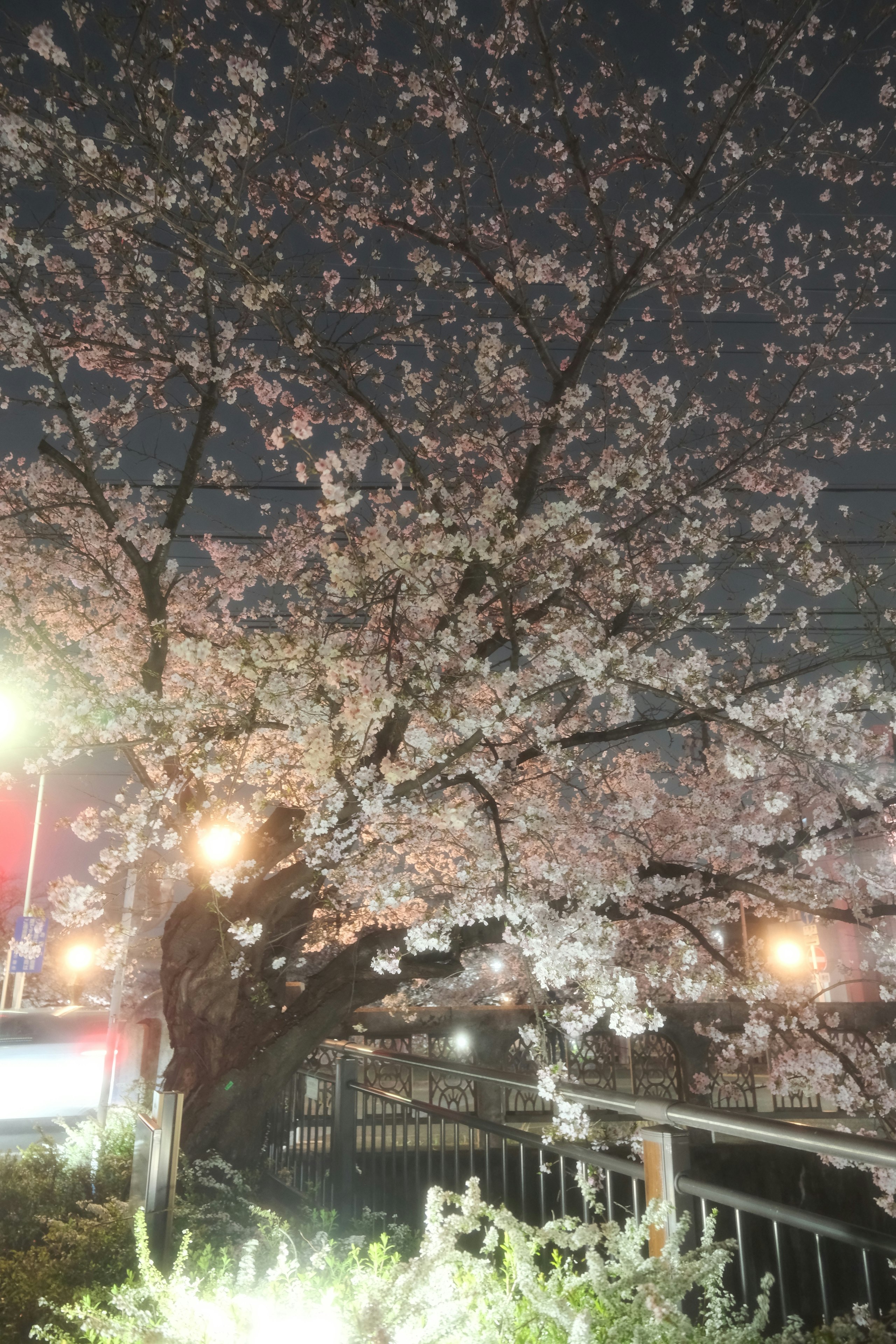 夜の山崎川四季の道で咲く桜並木