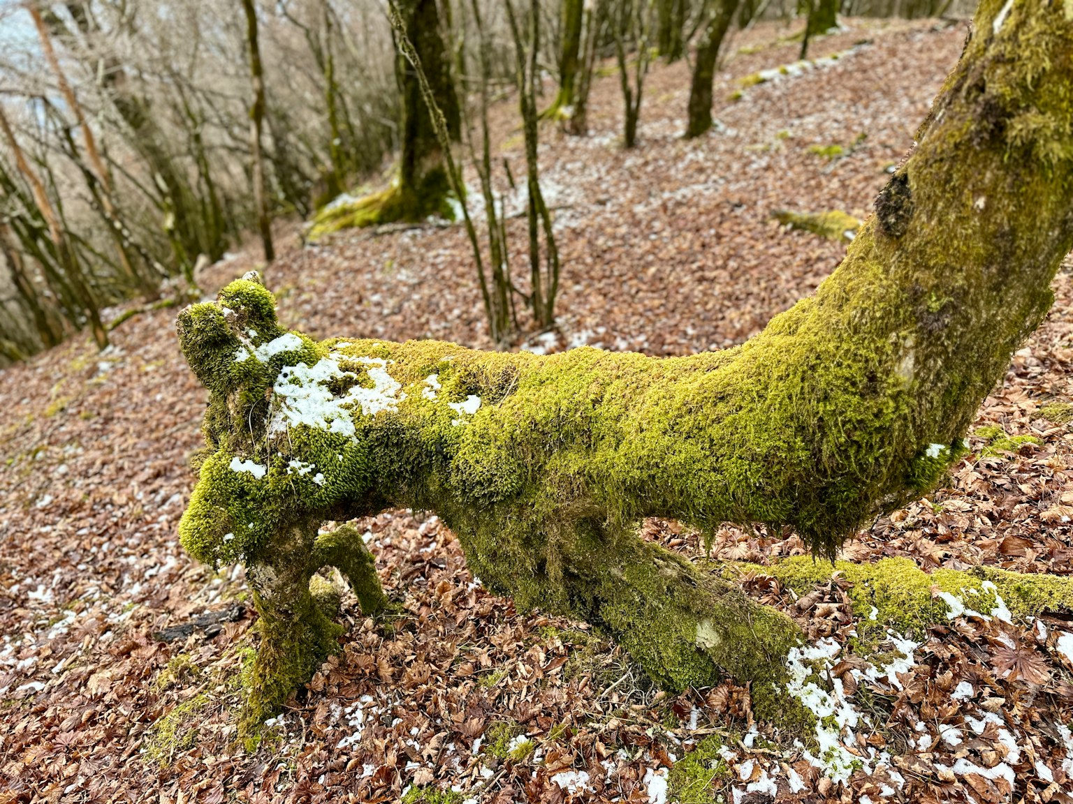 Tronco d'albero coperto di muschio in una foresta con foglie cadute