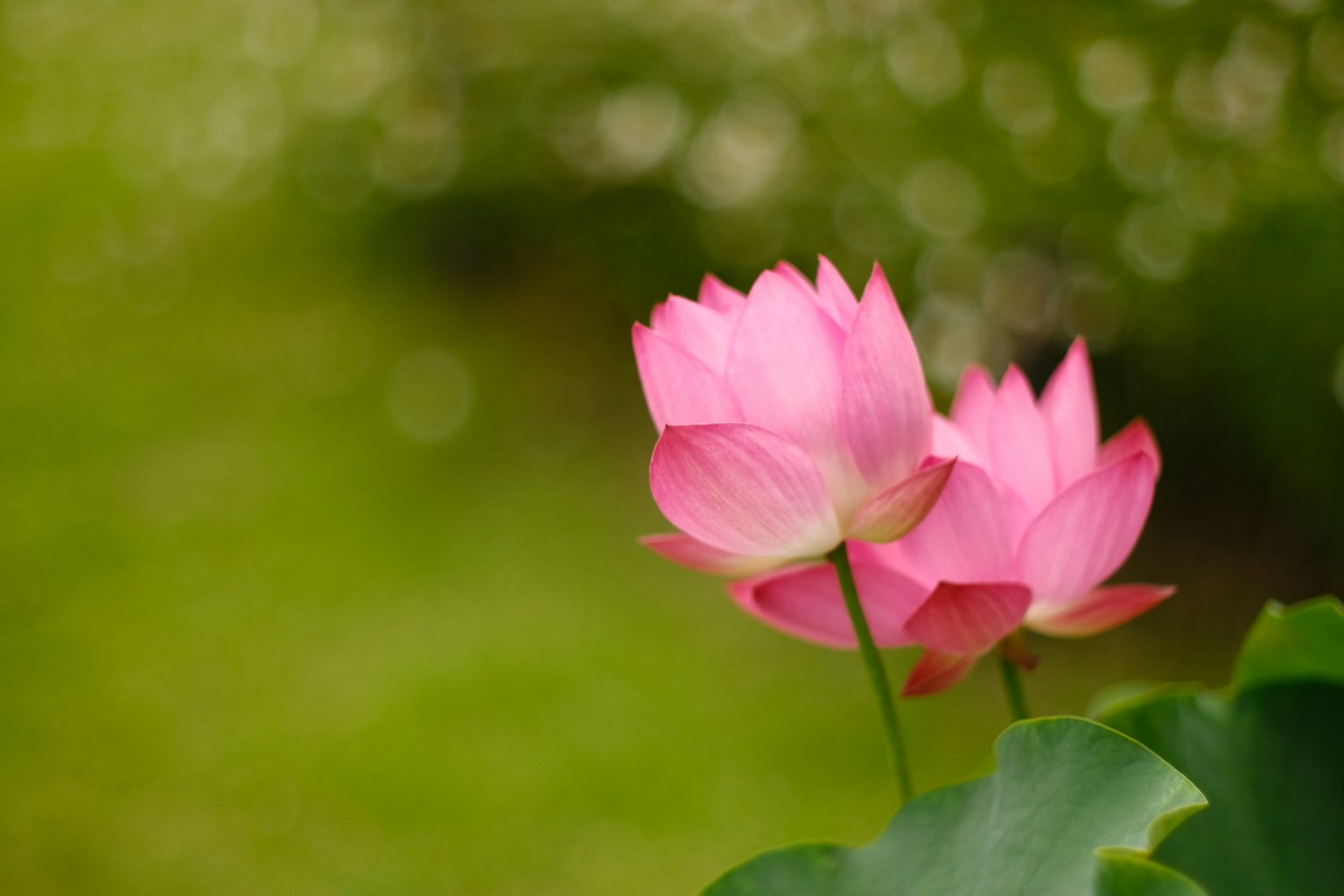 Beautiful pink lotus flowers blooming with a green background
