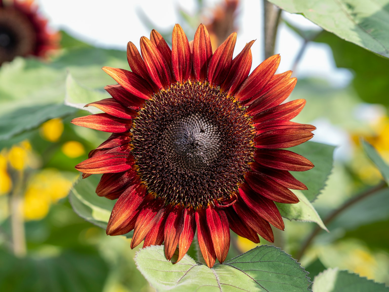 Nahaufnahme einer Sonnenblume mit roten Blütenblättern