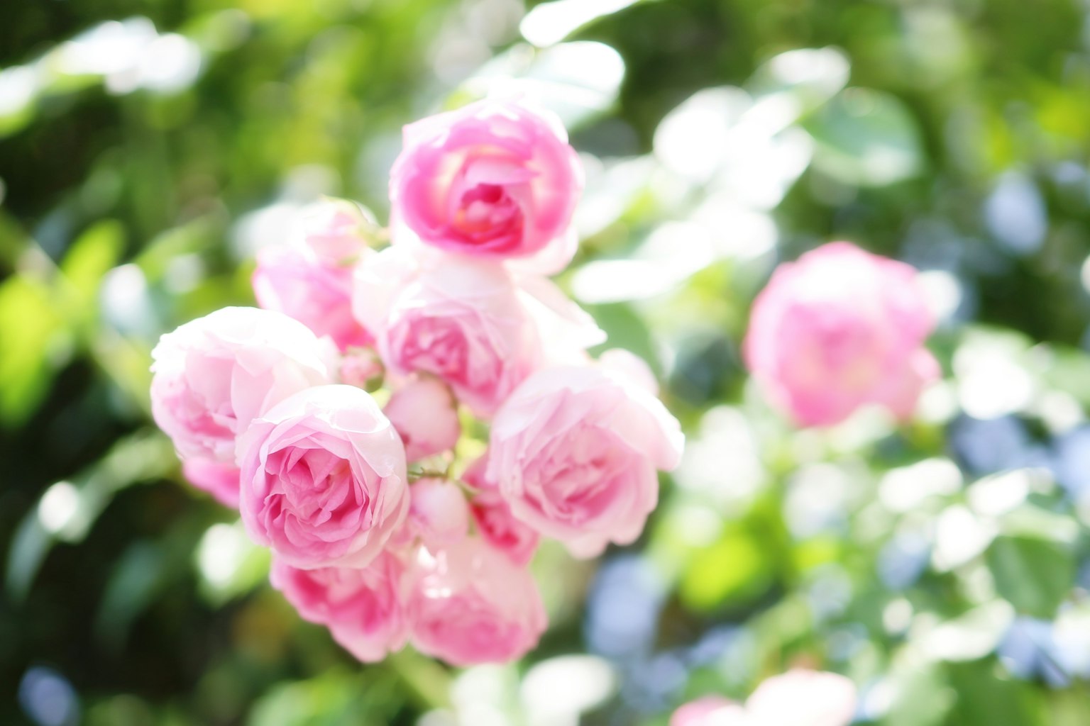 Un mazzo di rose rosa sfocate su uno sfondo di foglie verdi e luce soffusa