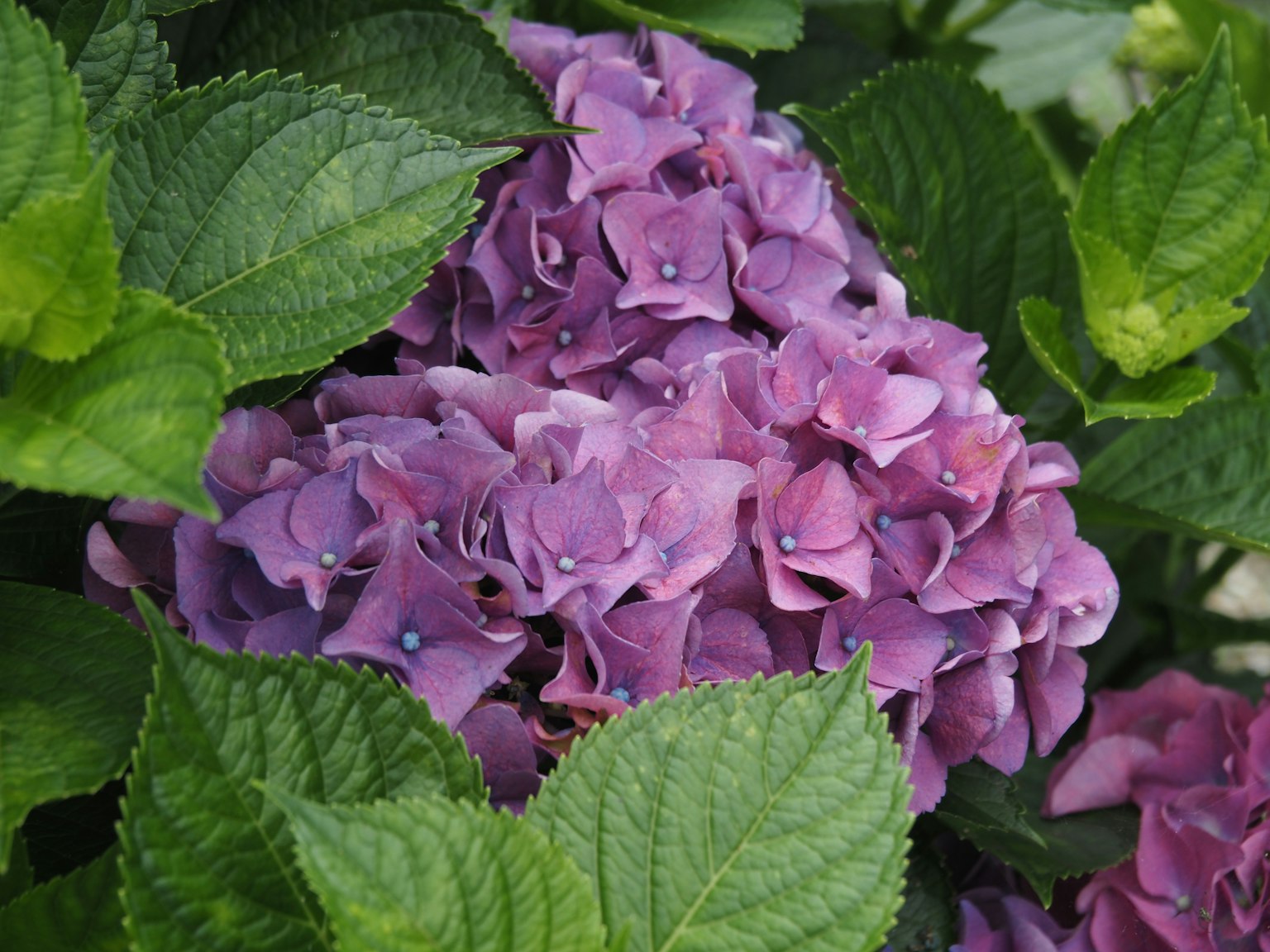 Purple hydrangea flowers surrounded by green leaves