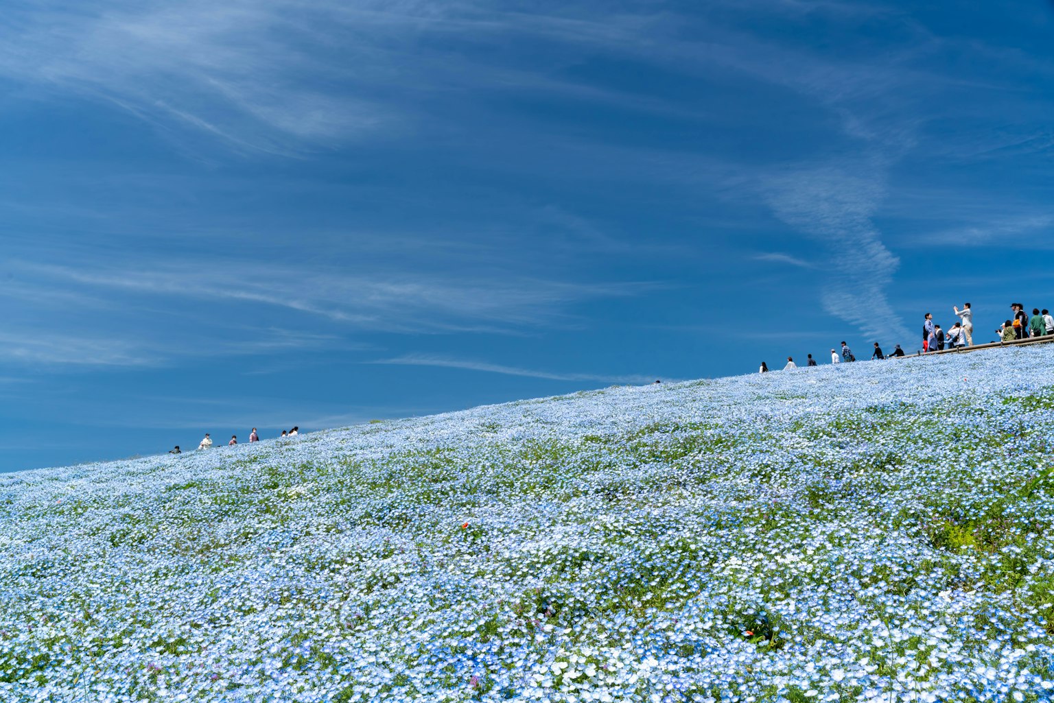 Ladang bunga nemophila biru di bawah langit biru cerah dengan orang-orang di latar belakang