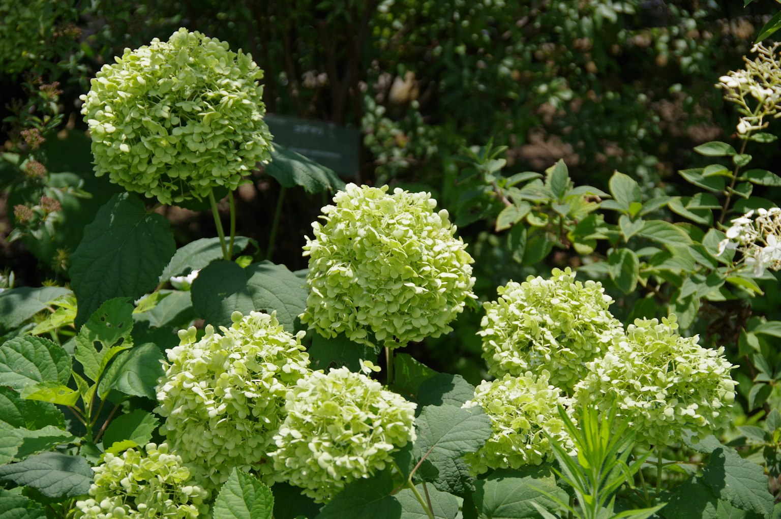 Raggruppamento di fiori sferici verdi che fioriscono nel giardino