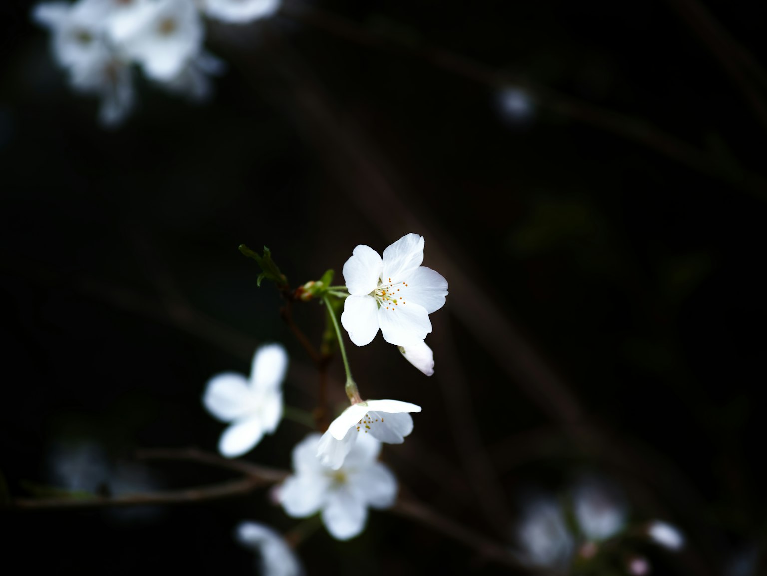 Schönes Bild von weißen Blumen, die sich vor einem dunklen Hintergrund abheben