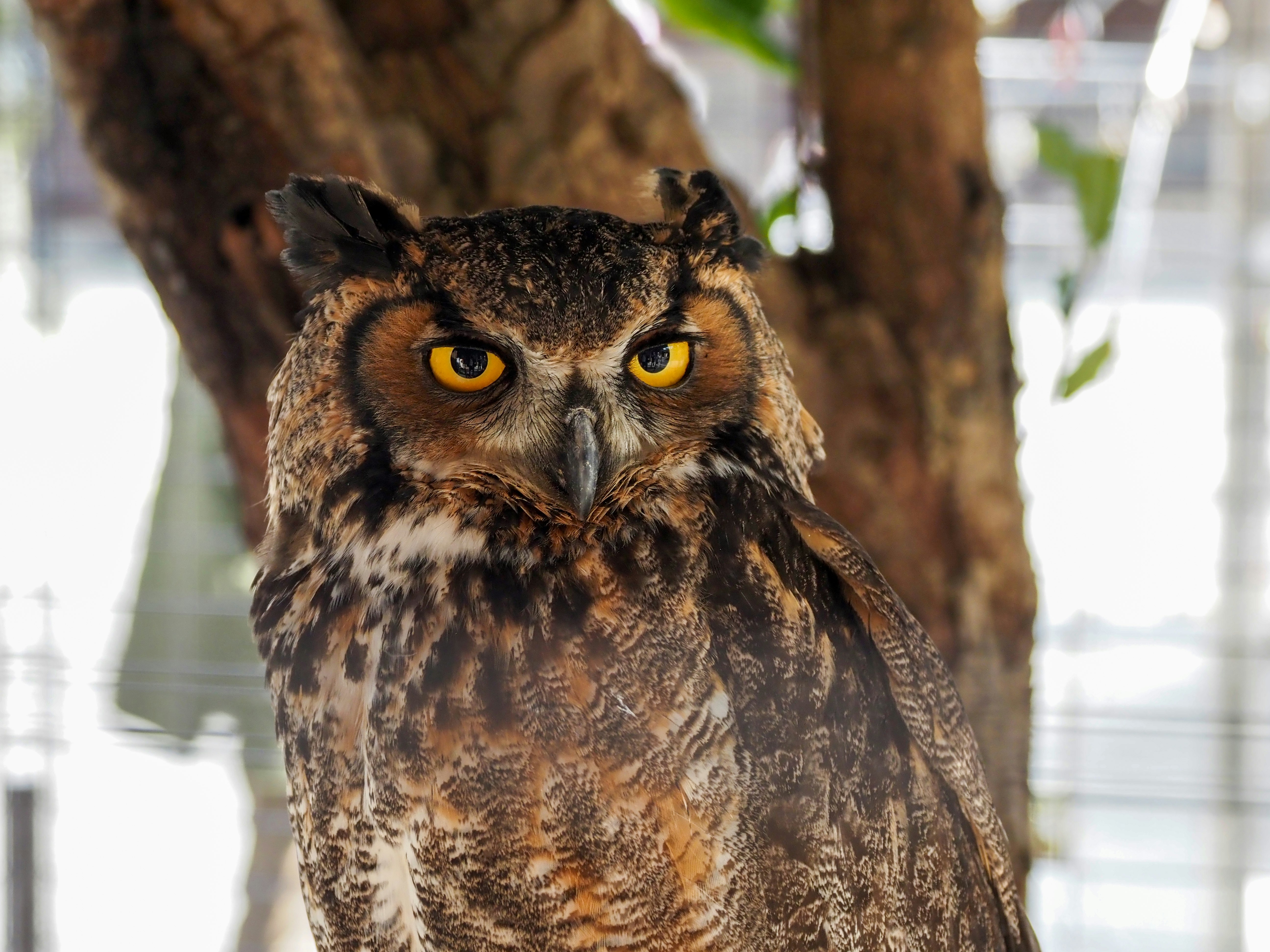 gros plan d’un hibou perché sur une branche d’arbre