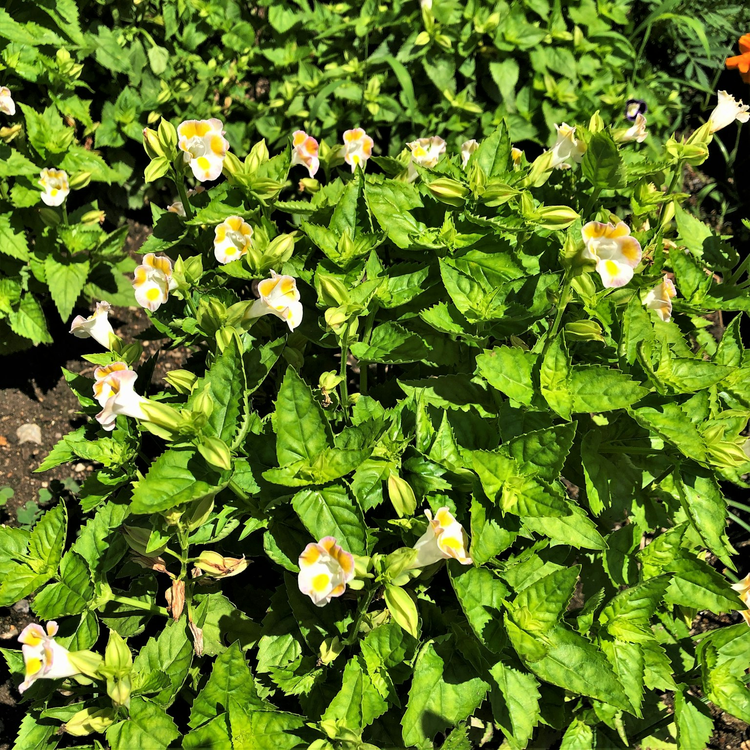 A cluster of plants with green leaves and white flowers