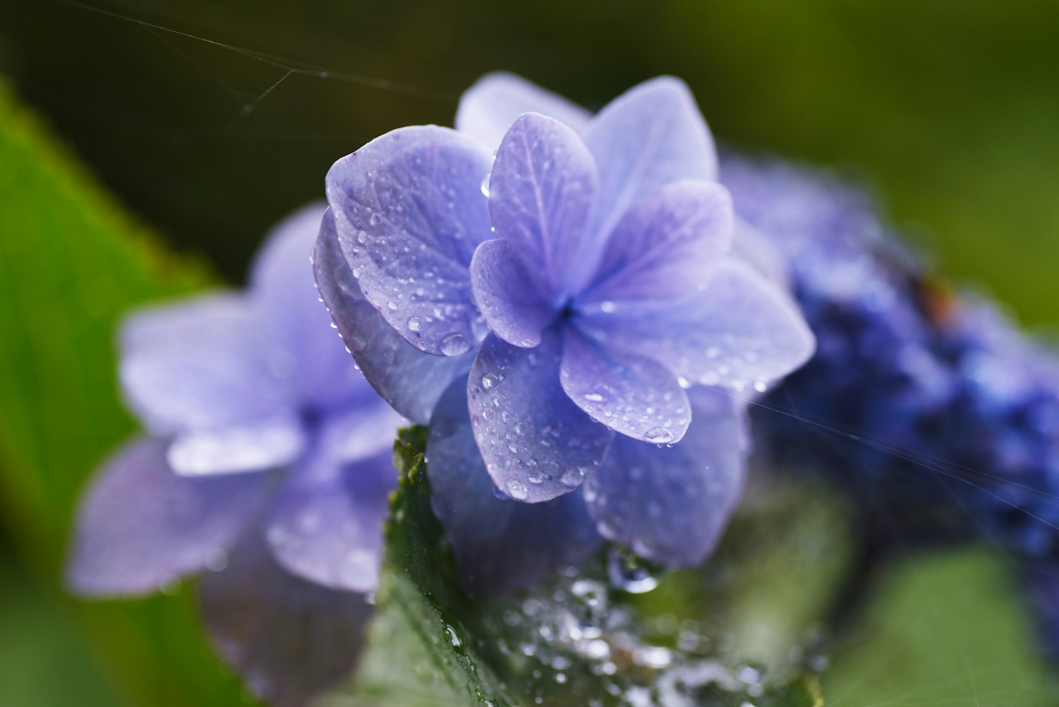 Primo piano di un bel fiore viola con petali e gocce d'acqua