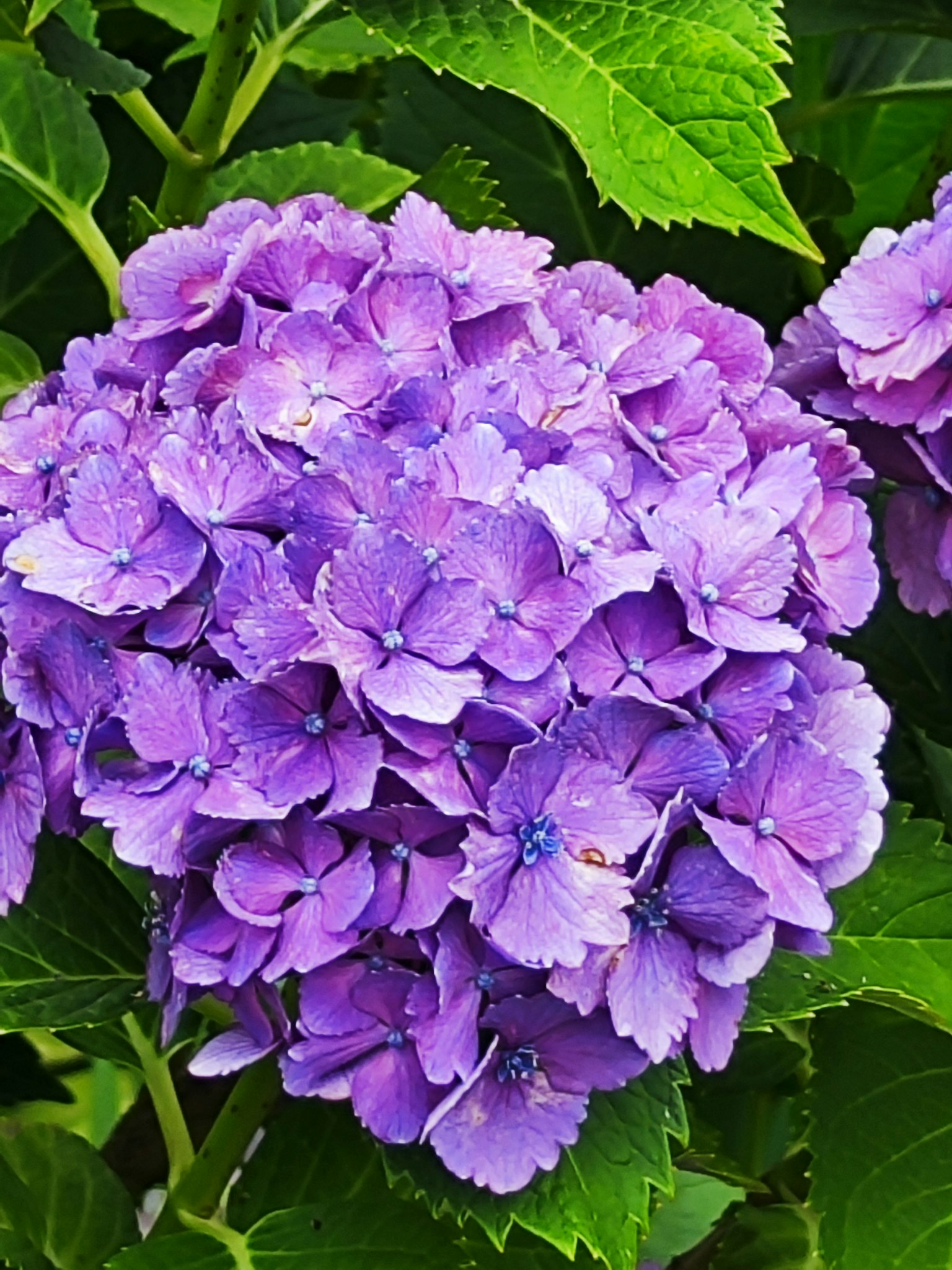 鮮豔的紫色繡球花在綠葉間盛開