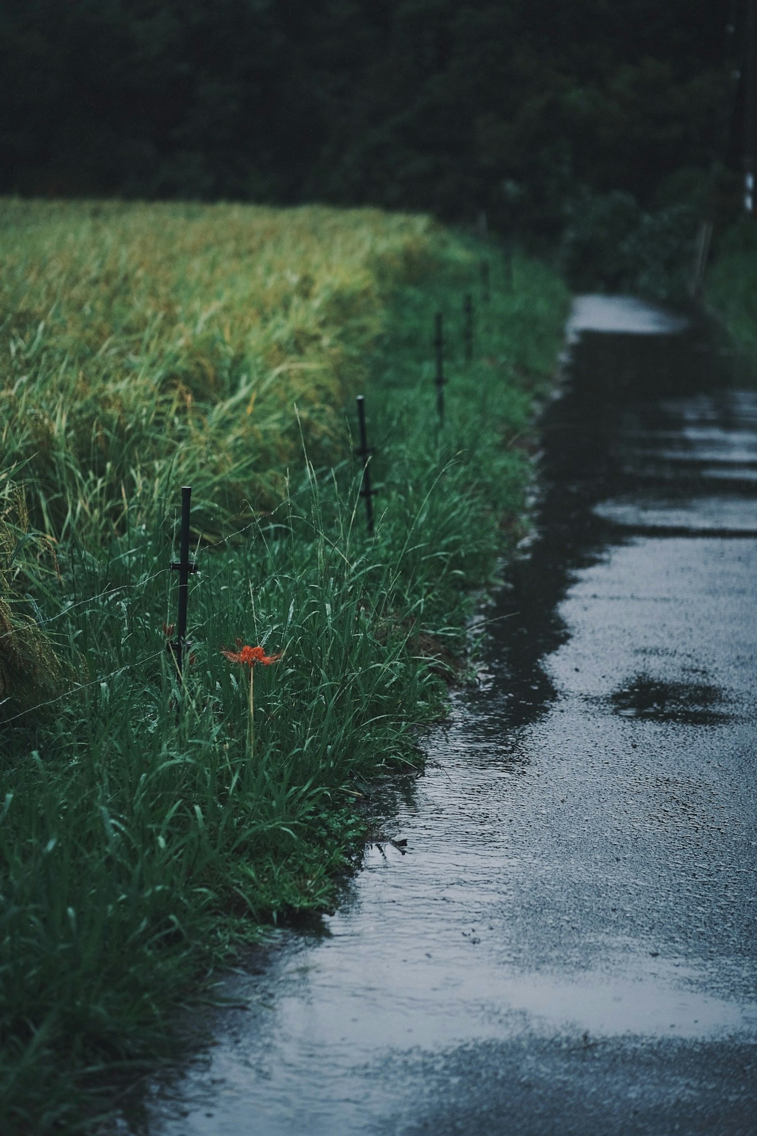 雨に濡れた道と緑の草に囲まれた田んぼの風景