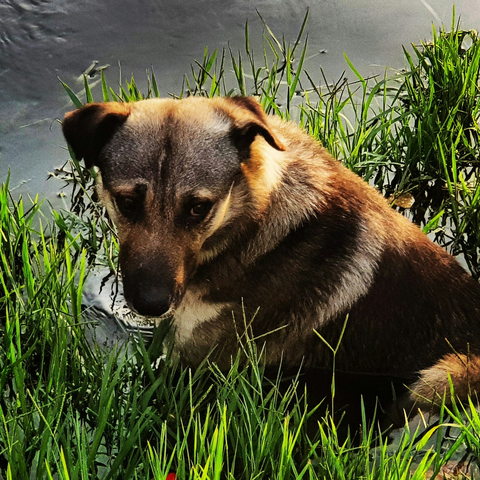 A dog sitting by the water surrounded by green grass