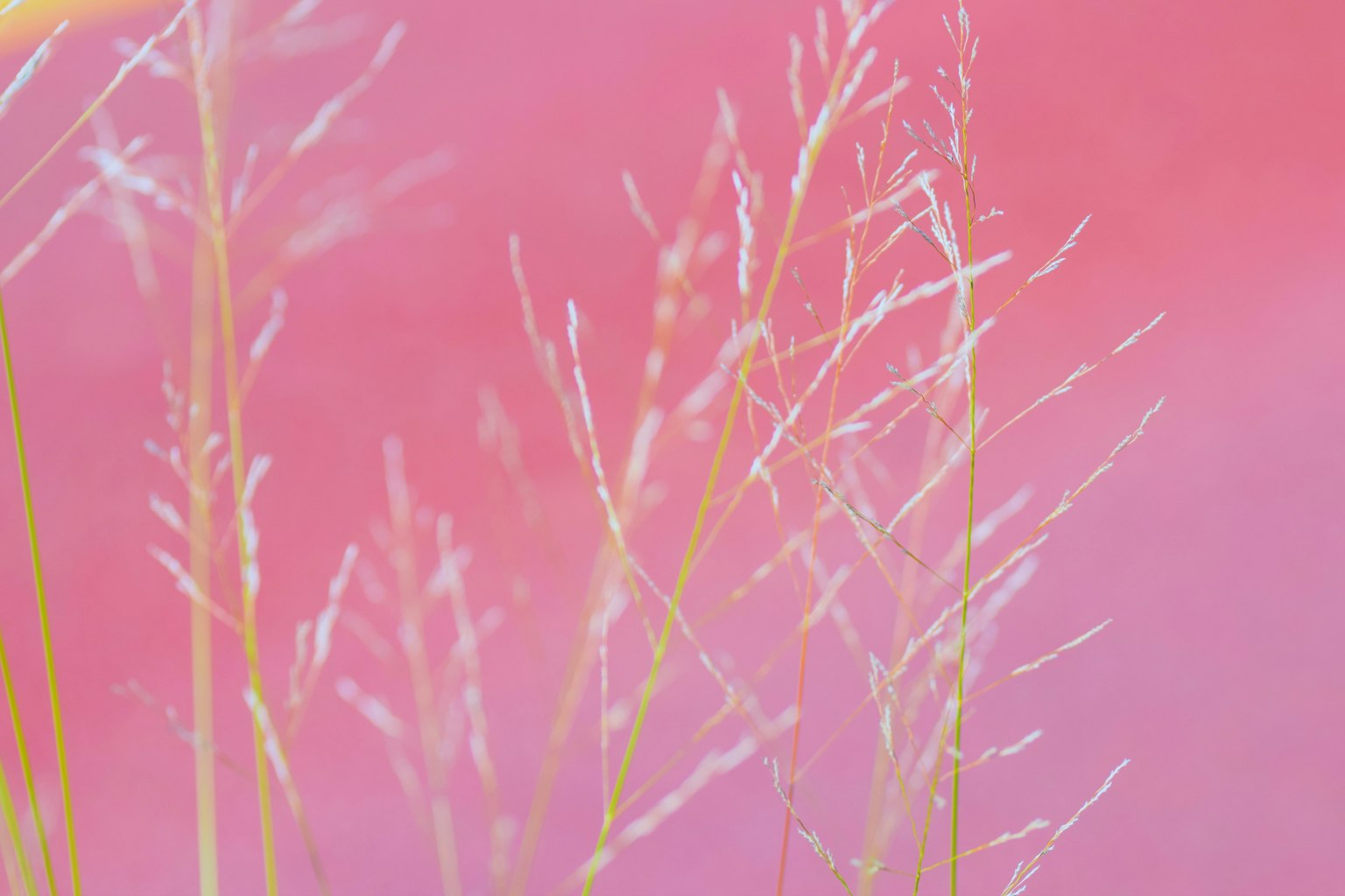 Steli d'erba bianchi delicati su uno sfondo rosa morbido