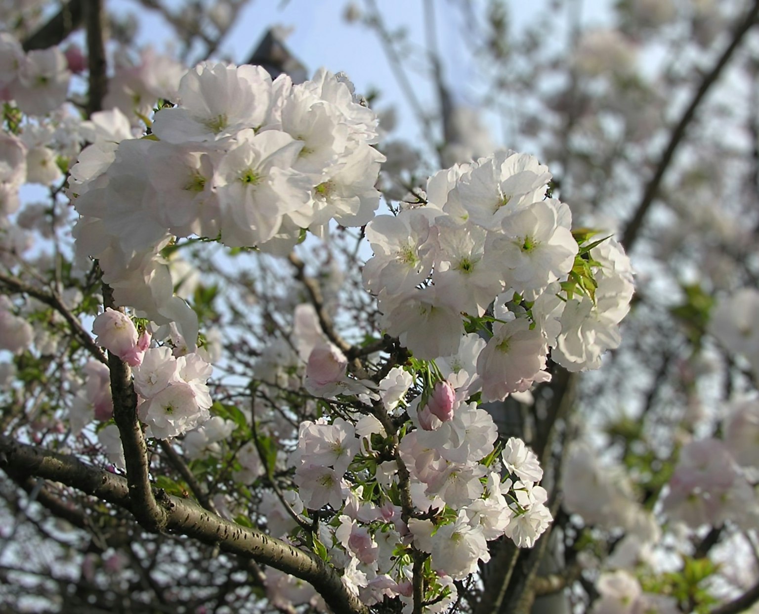Nahaufnahme von Kirschbaumzweigen mit weißen und hellrosa Blüten