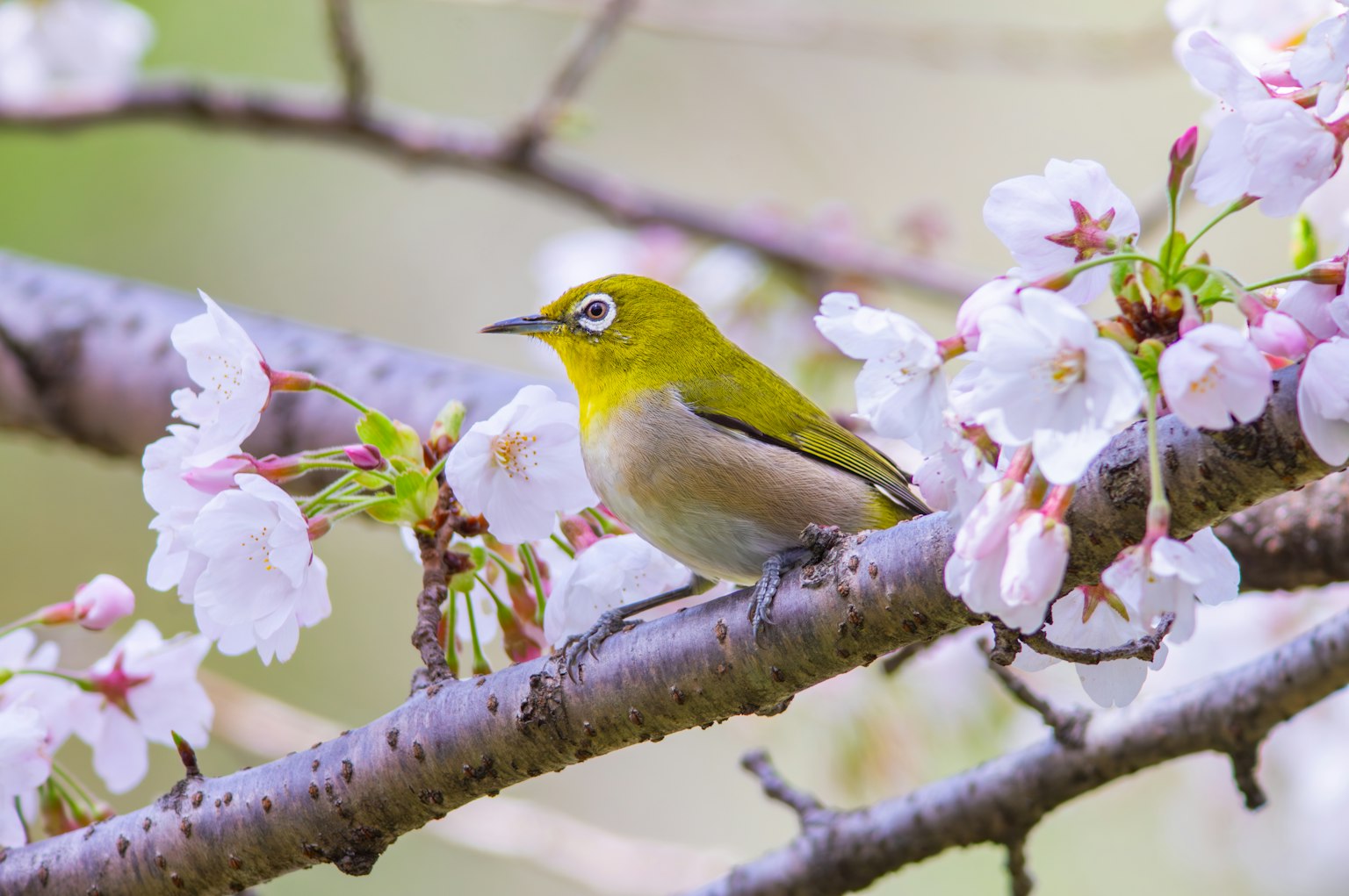 一隻小日本白眼鳥栖息在櫻花附近