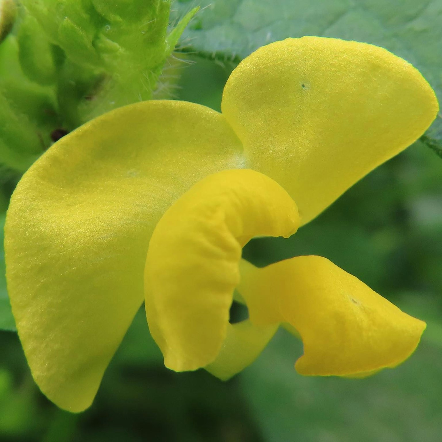 Gelbe Blume blüht zwischen grünen Blättern