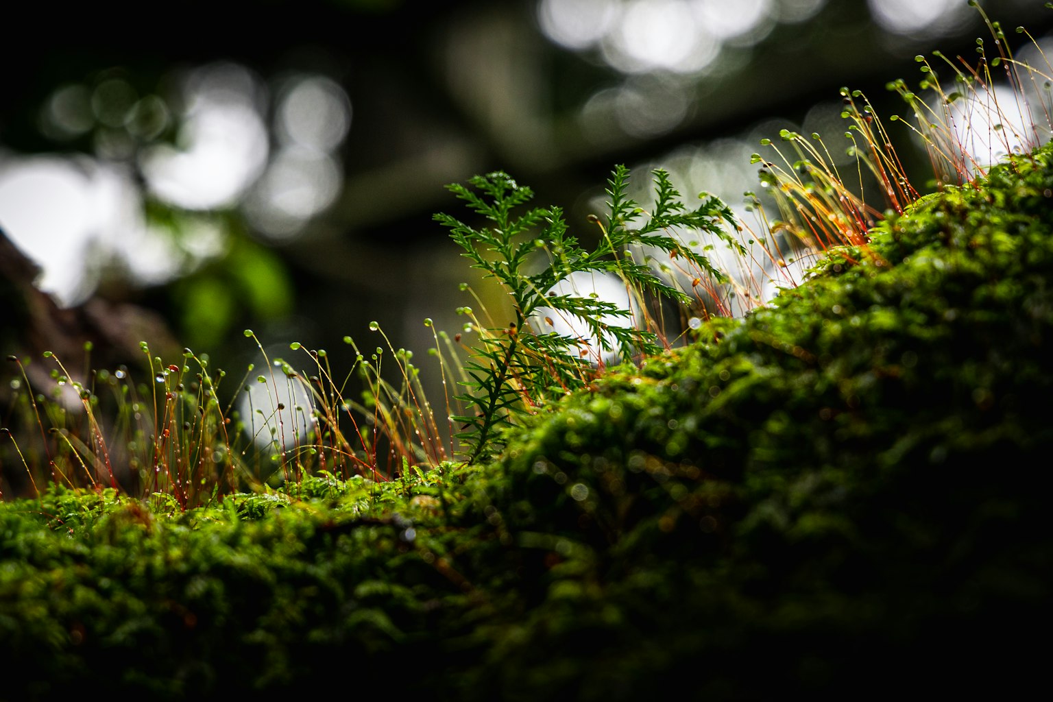 A close-up of green moss and small fern leaves in a natural setting