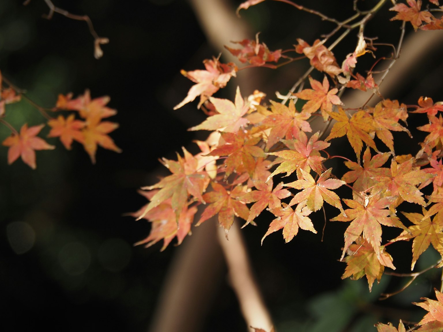 Daun maple berwarna-warni di musim gugur menonjol di latar belakang gelap