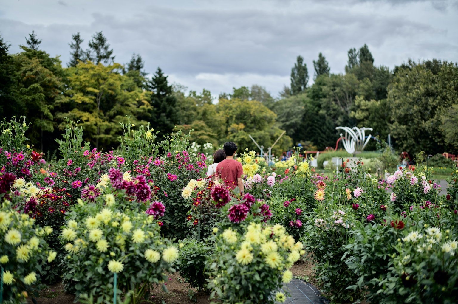 Person walking through a garden surrounded by colorful flowers