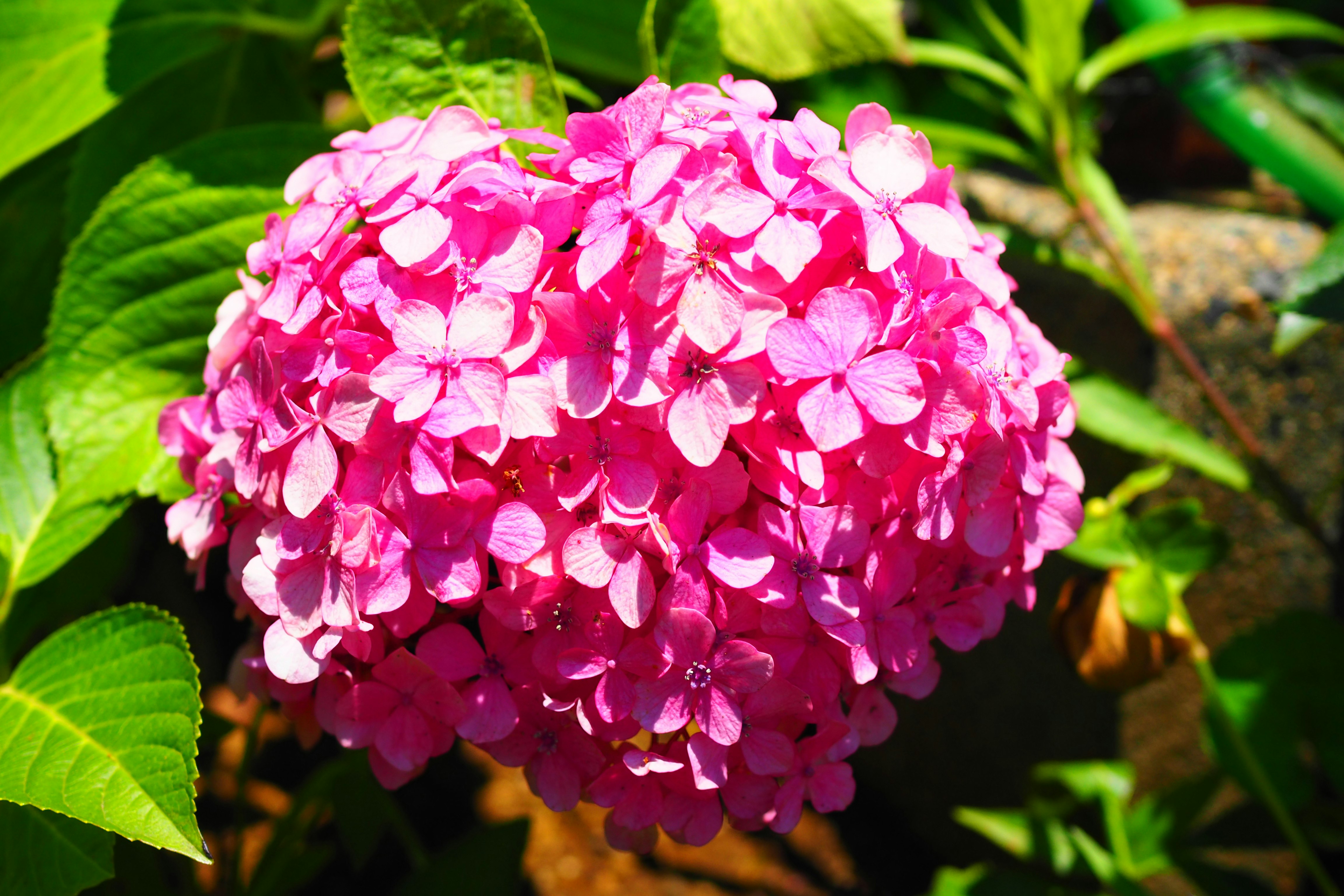 ピンクのアジサイの花と緑の葉が寄り添う庭のクローズアップ