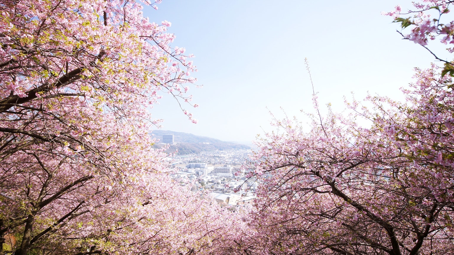 盛開的櫻花和晴朗的藍天的風景