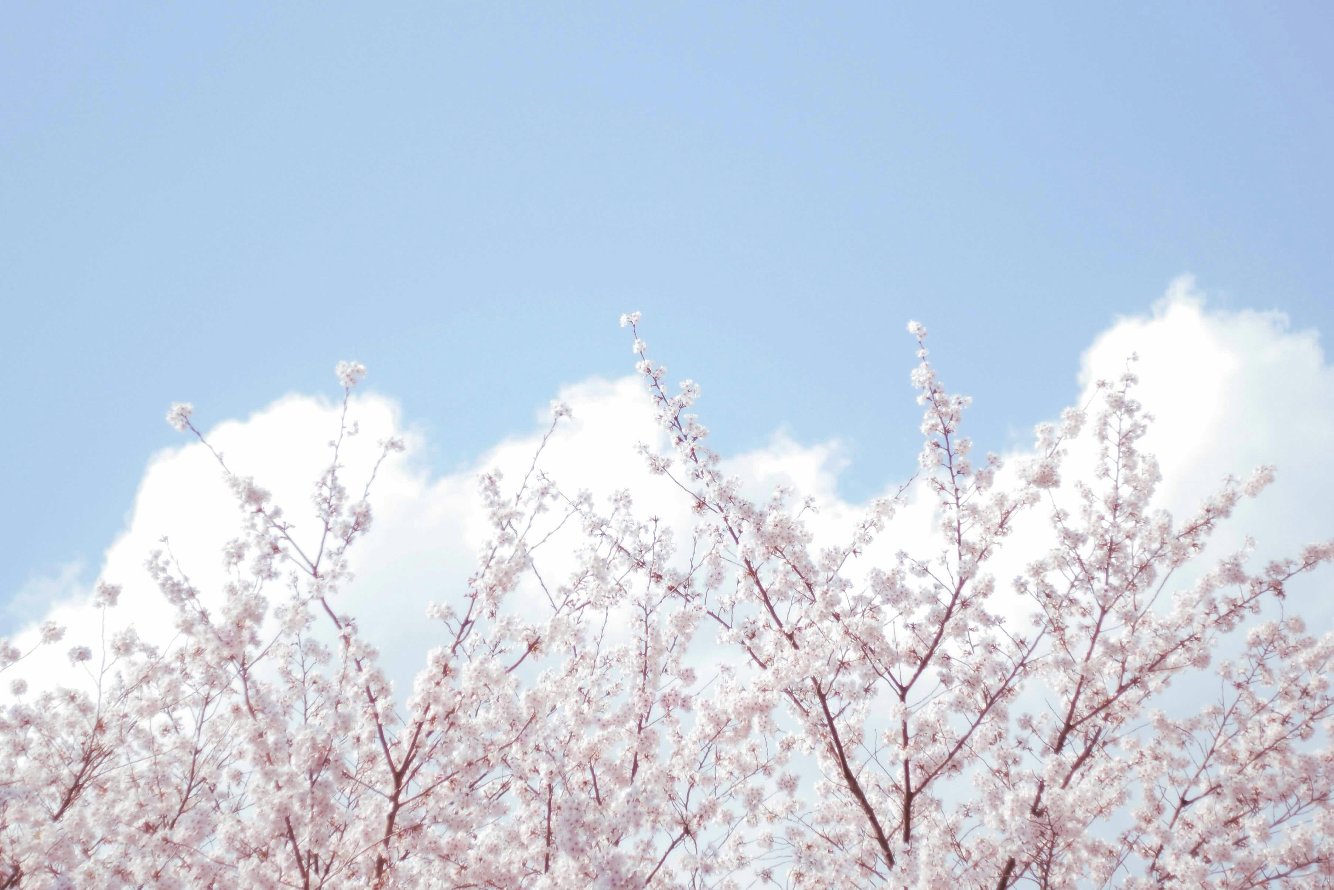 満開の桜の枝と青空の下の花景色