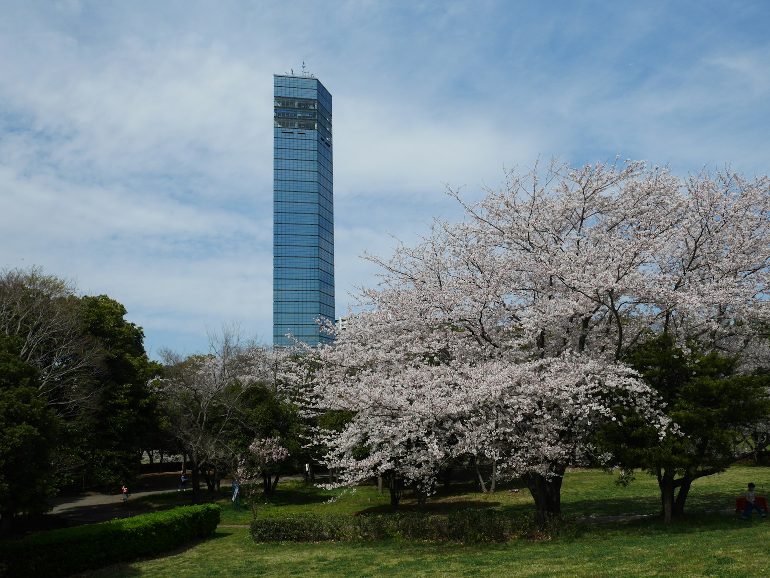 櫻花樹與高樓大廈的風景