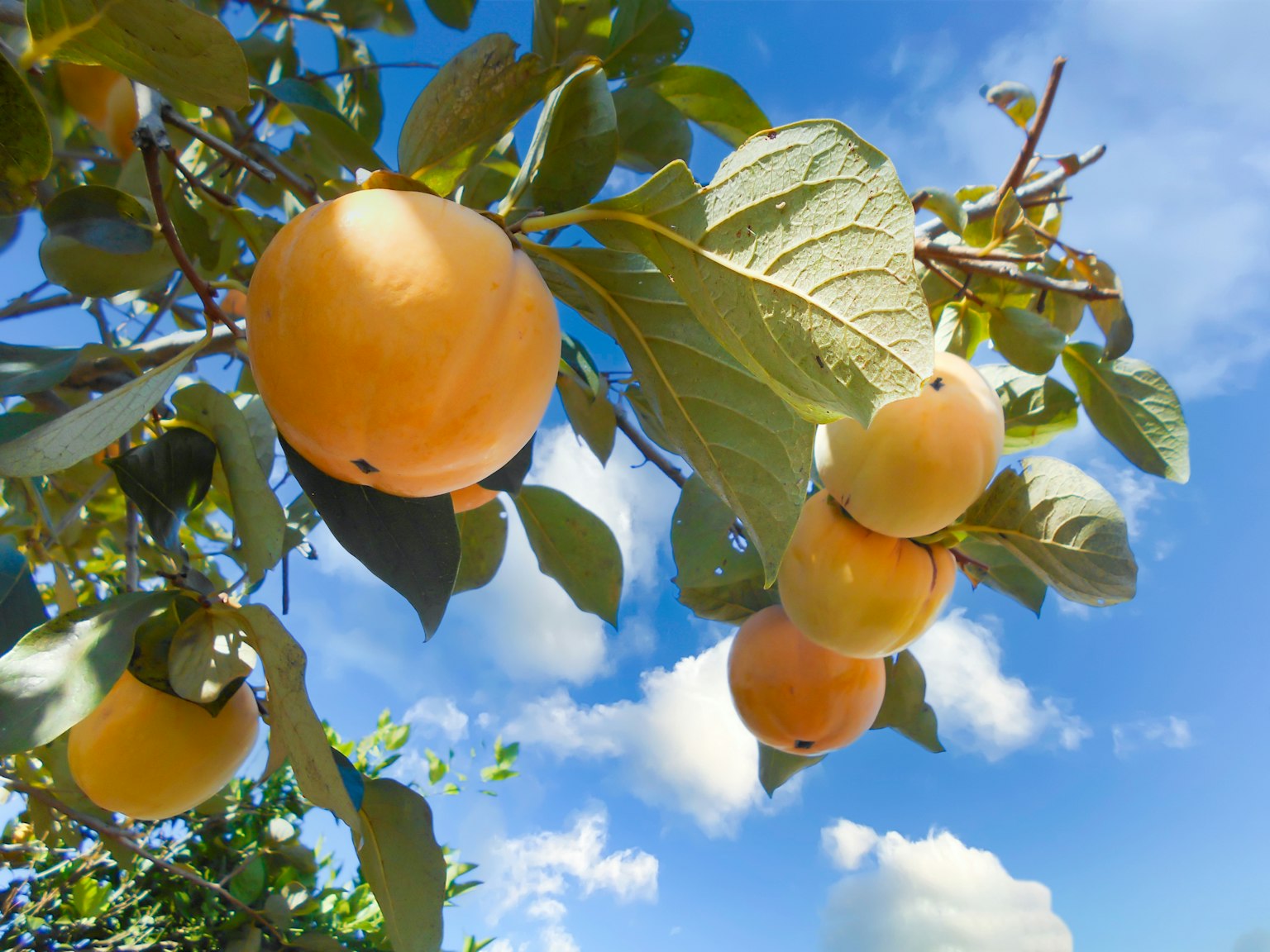 Ramo con frutti arancioni sotto un cielo blu
