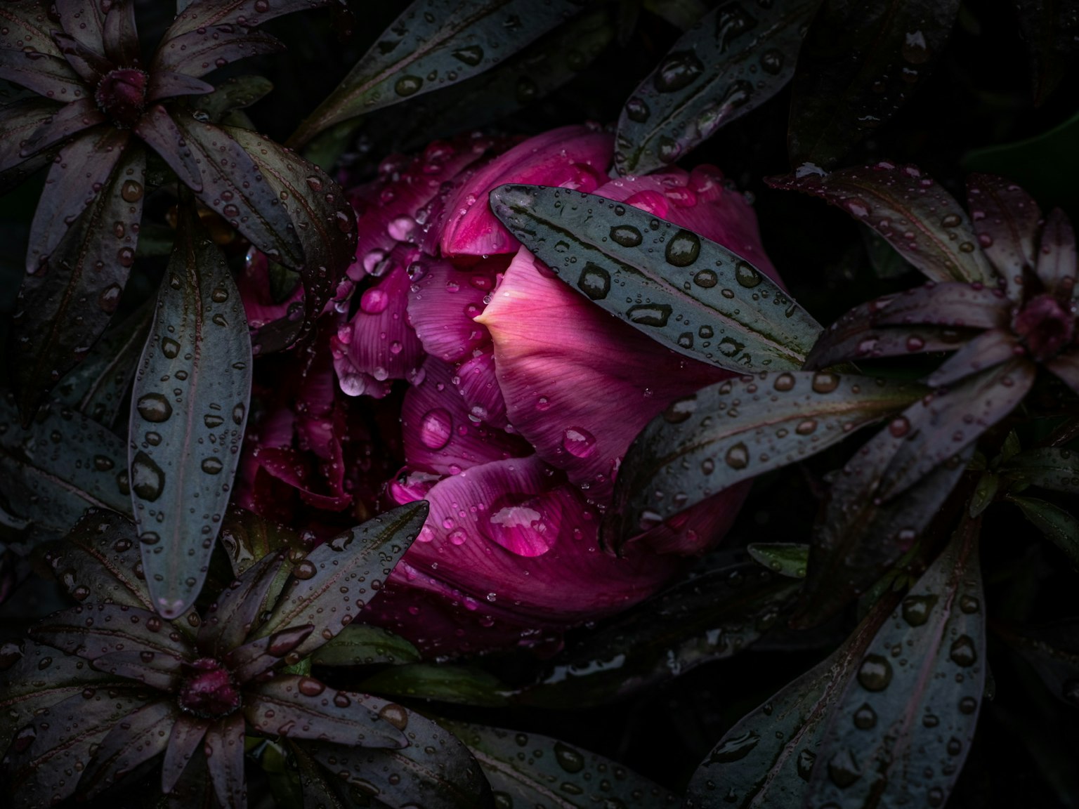 Gambar close-up bunga ungu dengan tetesan air dikelilingi daun hijau gelap