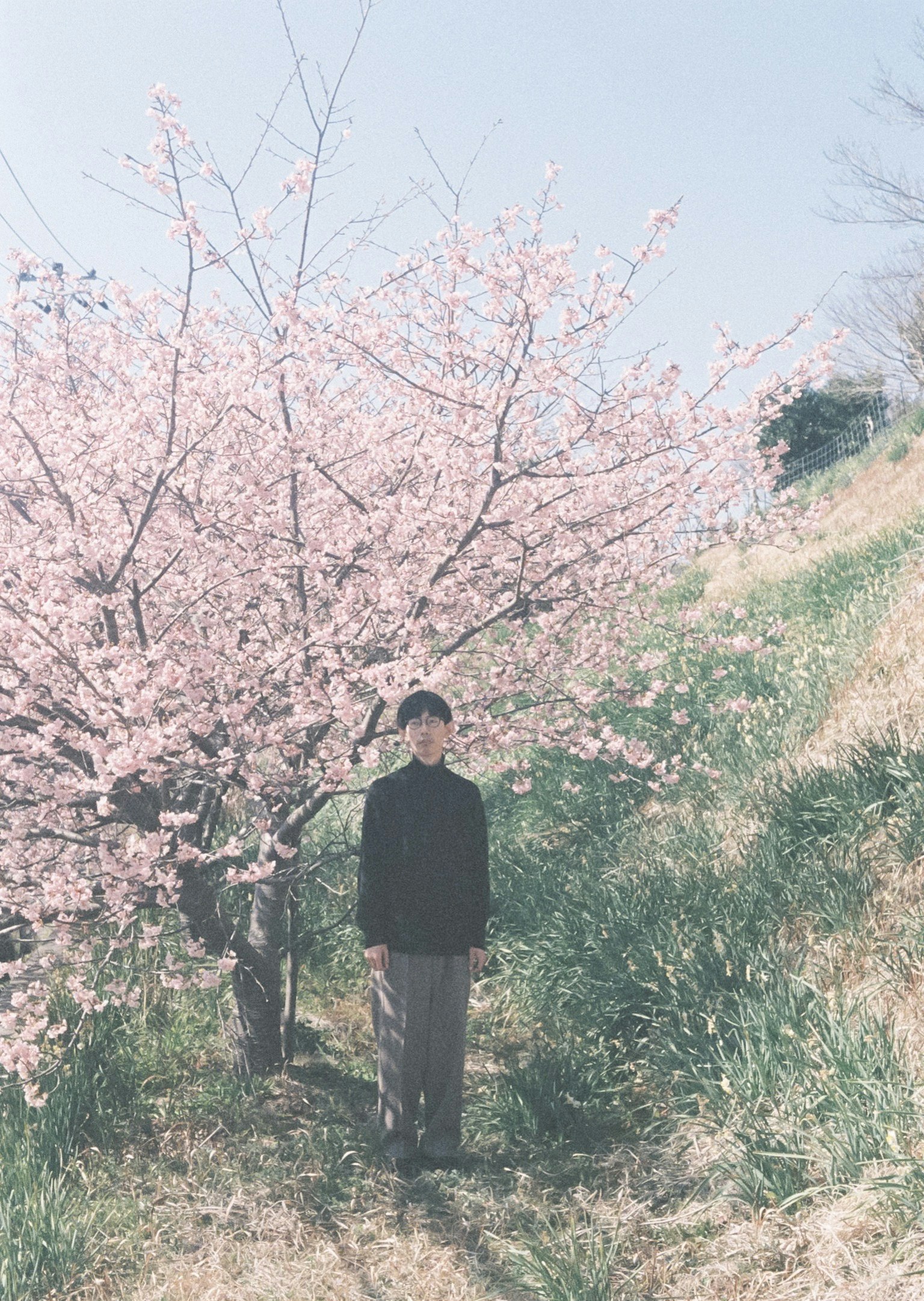 체리 블로섬 나무 앞에 서 있는 소년