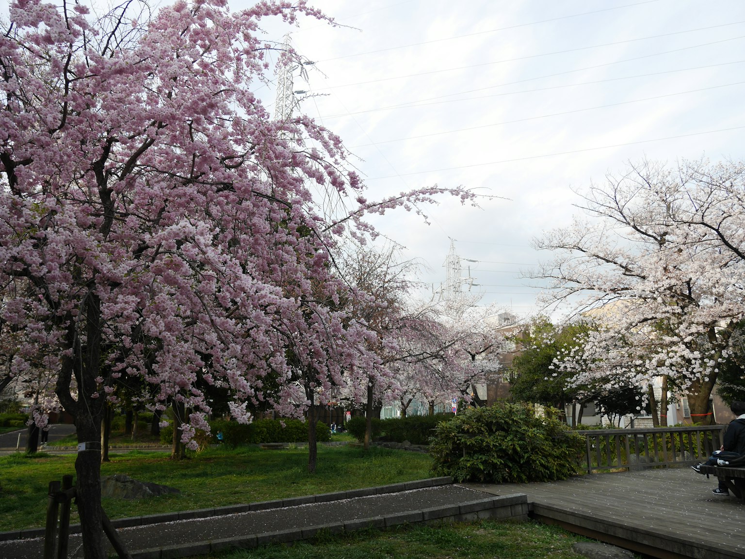 Pemandangan pohon sakura di taman