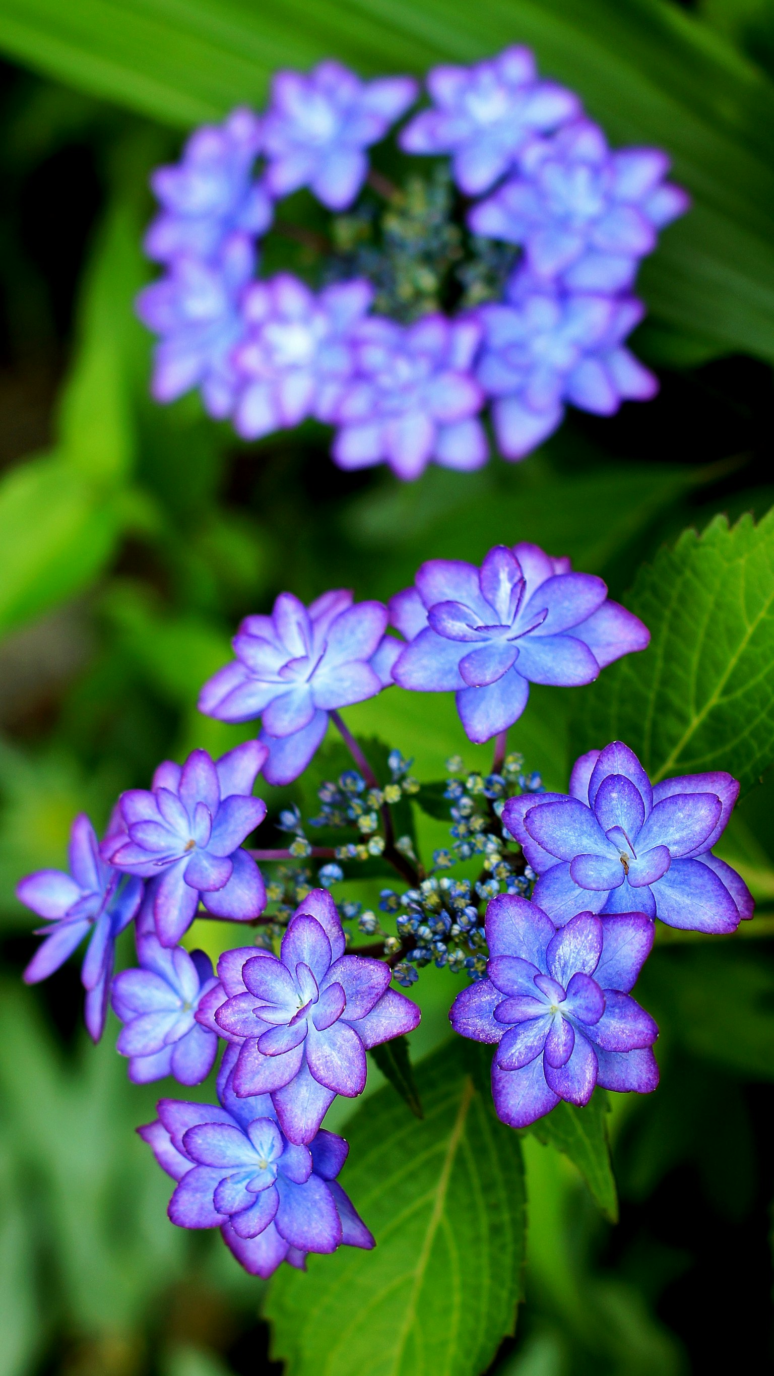 青紫色の花が集まった美しい植物の画像