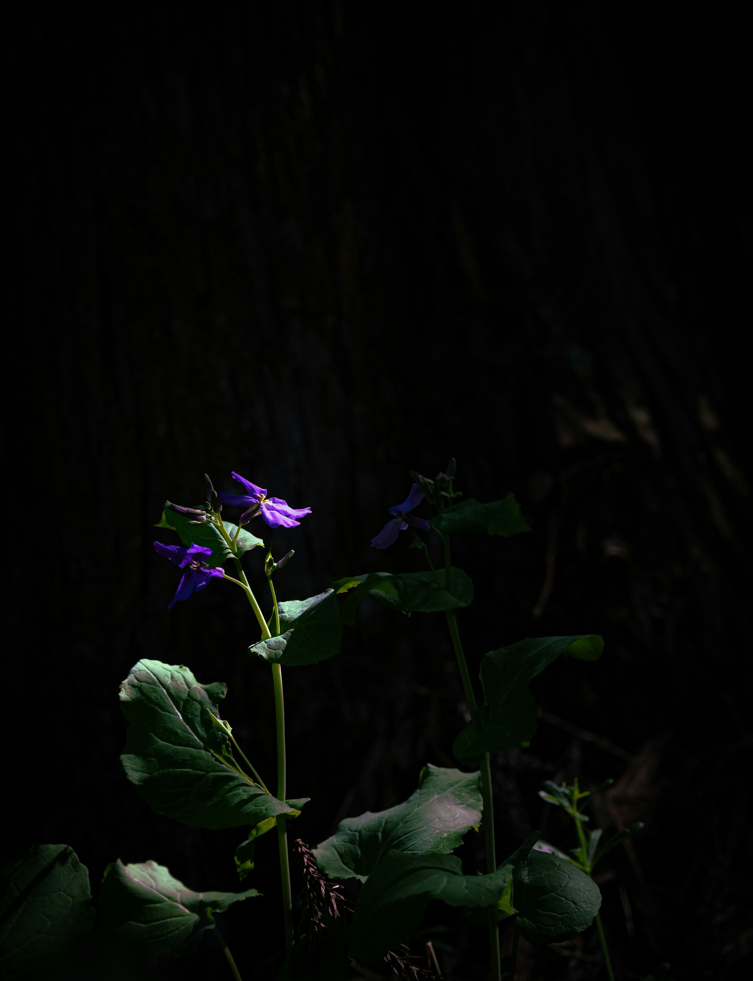 Un fiore viola illuminato su uno sfondo scuro con foglie verdi
