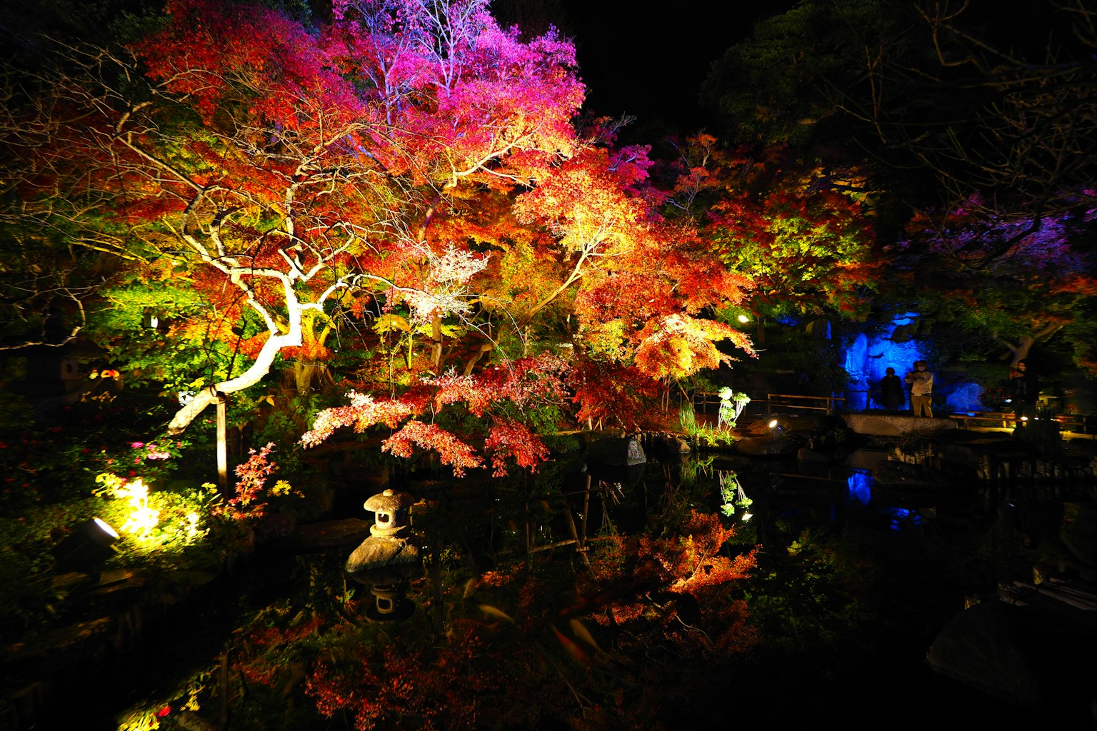 夜に彩る紅葉の木と幻想的な照明