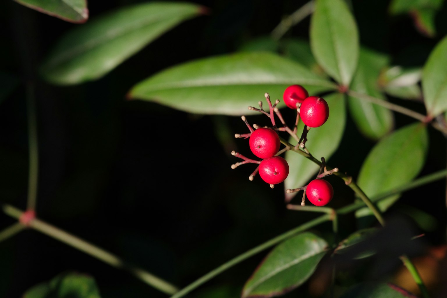 Close-up of a plant with red berries among green leaves