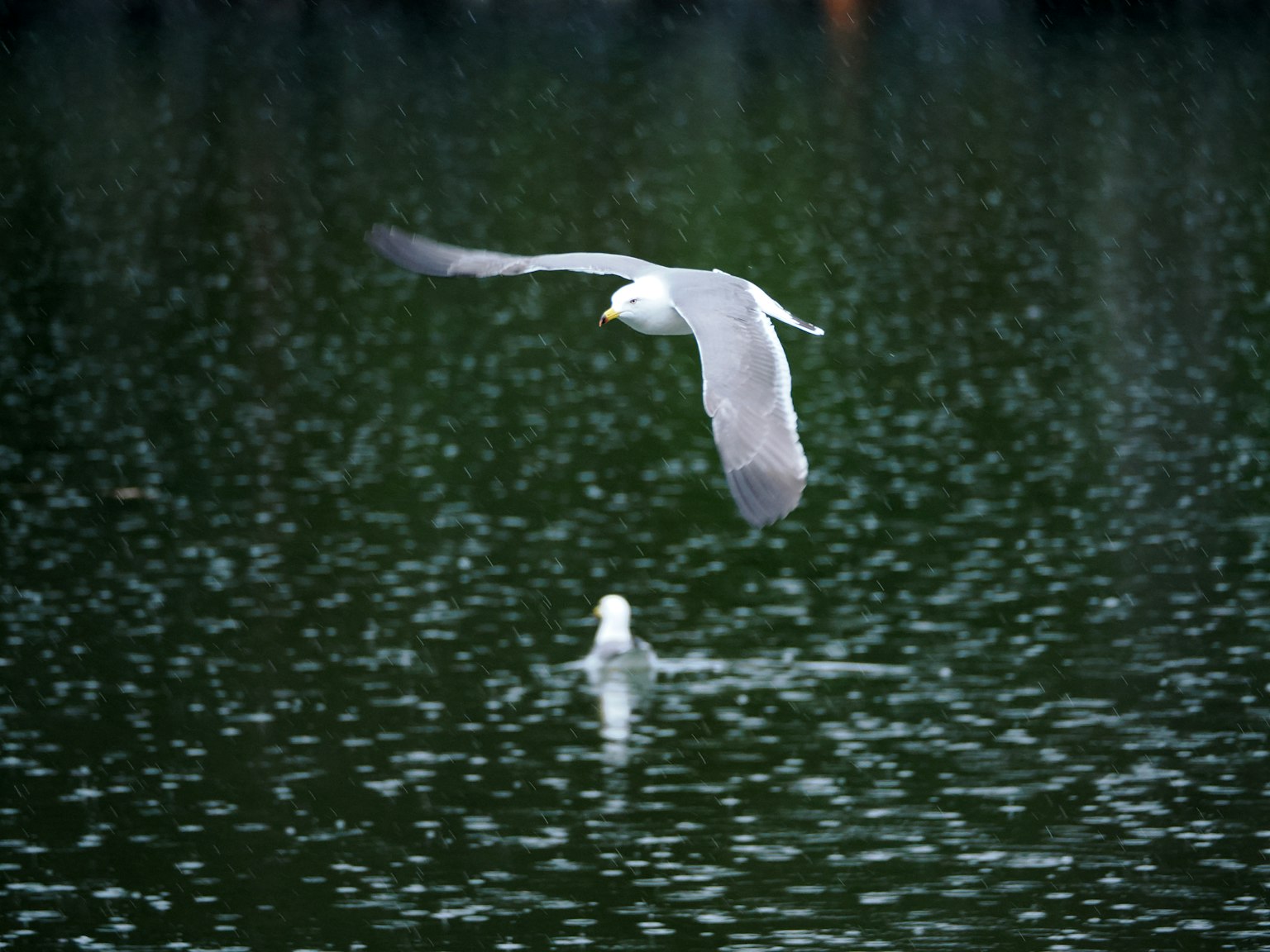 Weißer Vogel fliegt über Wasser mit Reflexion