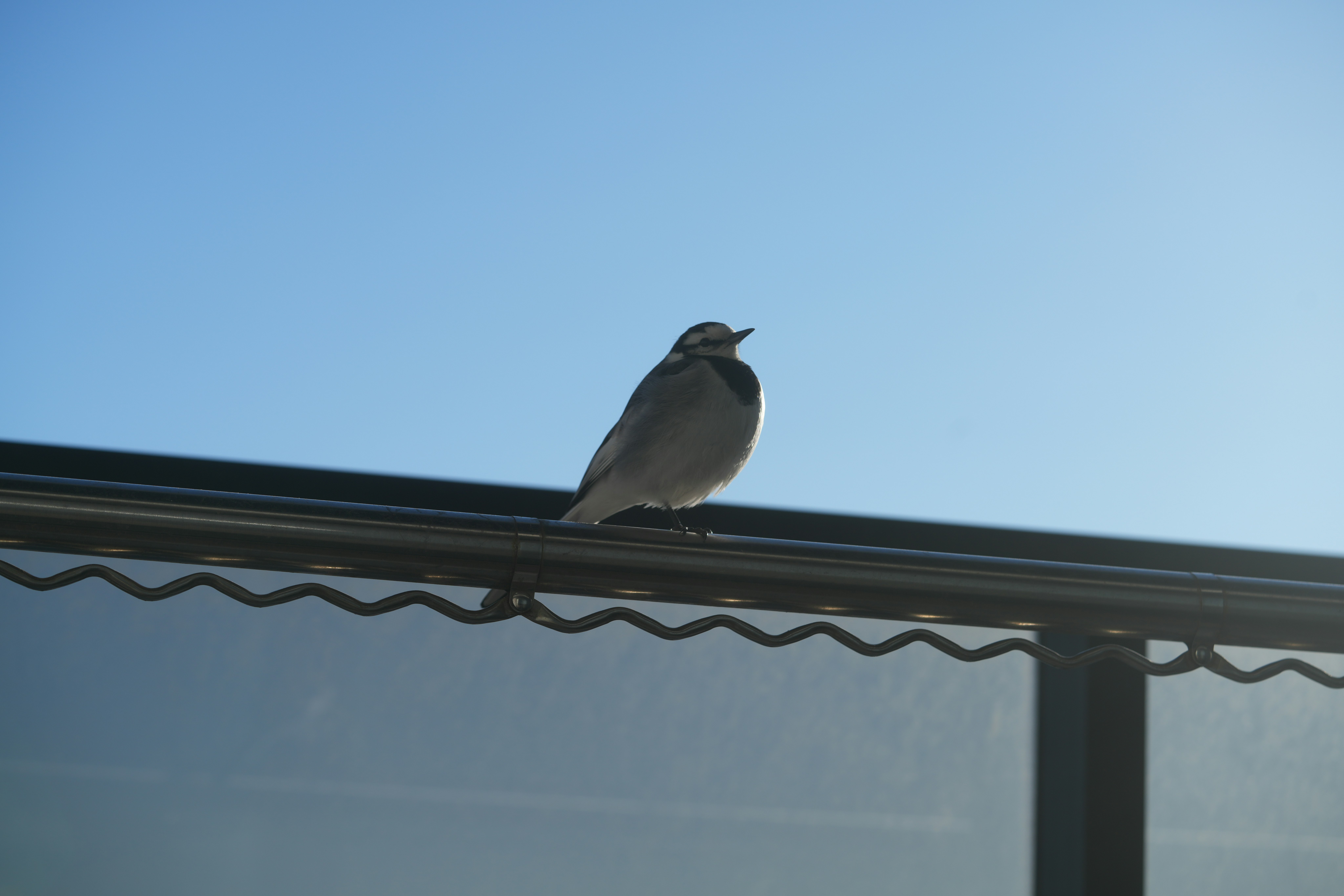 晴朗藍天下屋簷邊停著的鳥