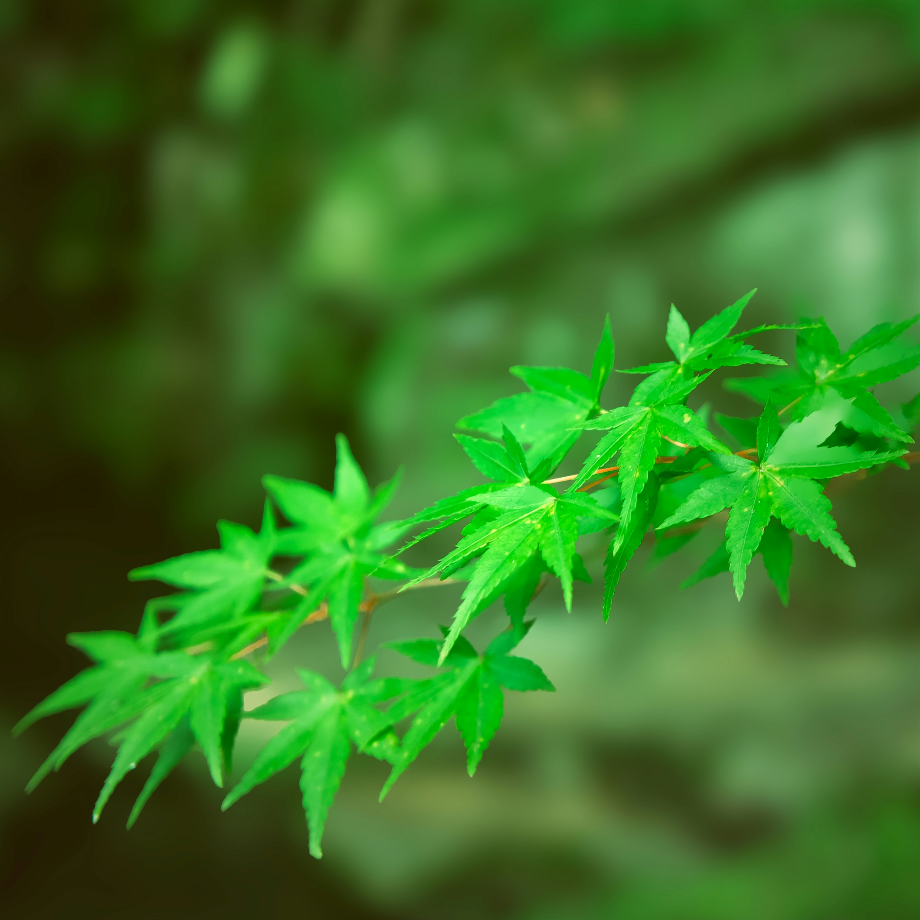 緑の葉の枝先に光が差す植物のクローズアップ